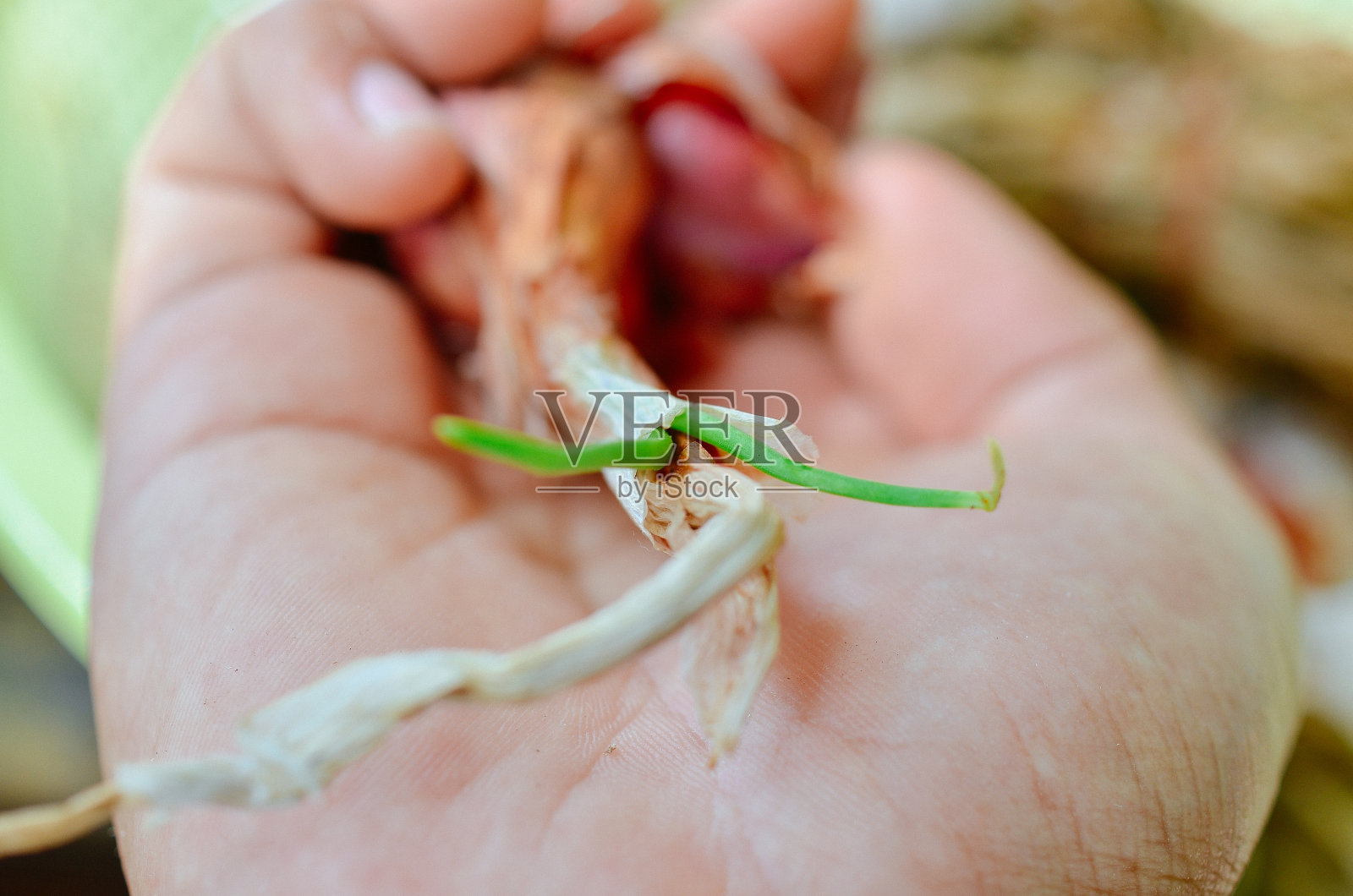 从种子开始种植红洋葱照片摄影图片