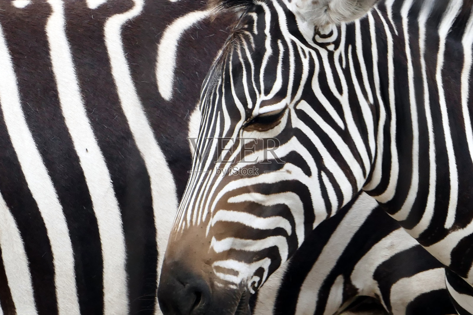 真正的斑马彼此靠近-纹理照片摄影图片