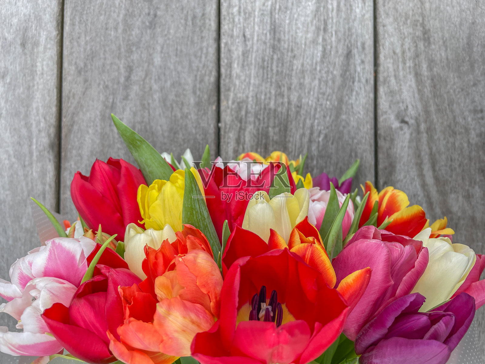 春天的郁金香在木制背景照片摄影图片