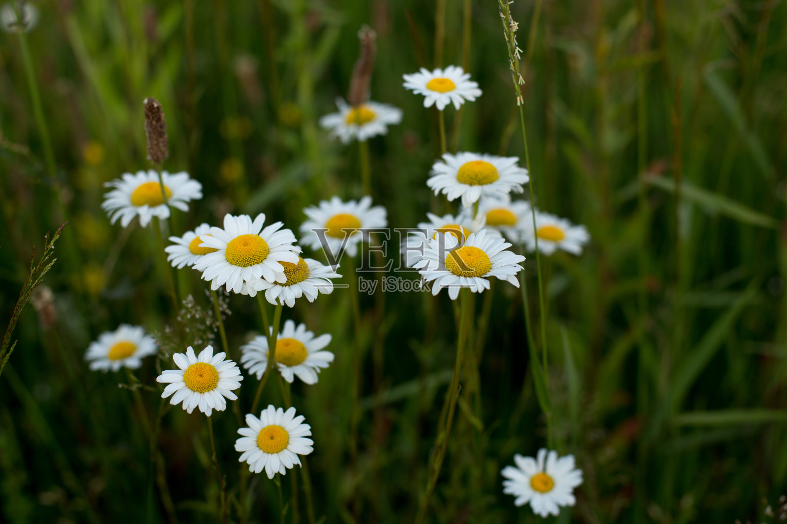 洋甘菊是一种无味的，非常常见的草本杂草照片摄影图片