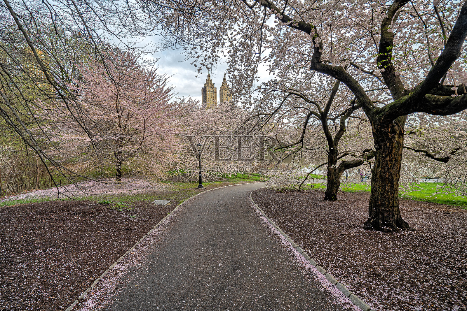 春天的中央公园照片摄影图片