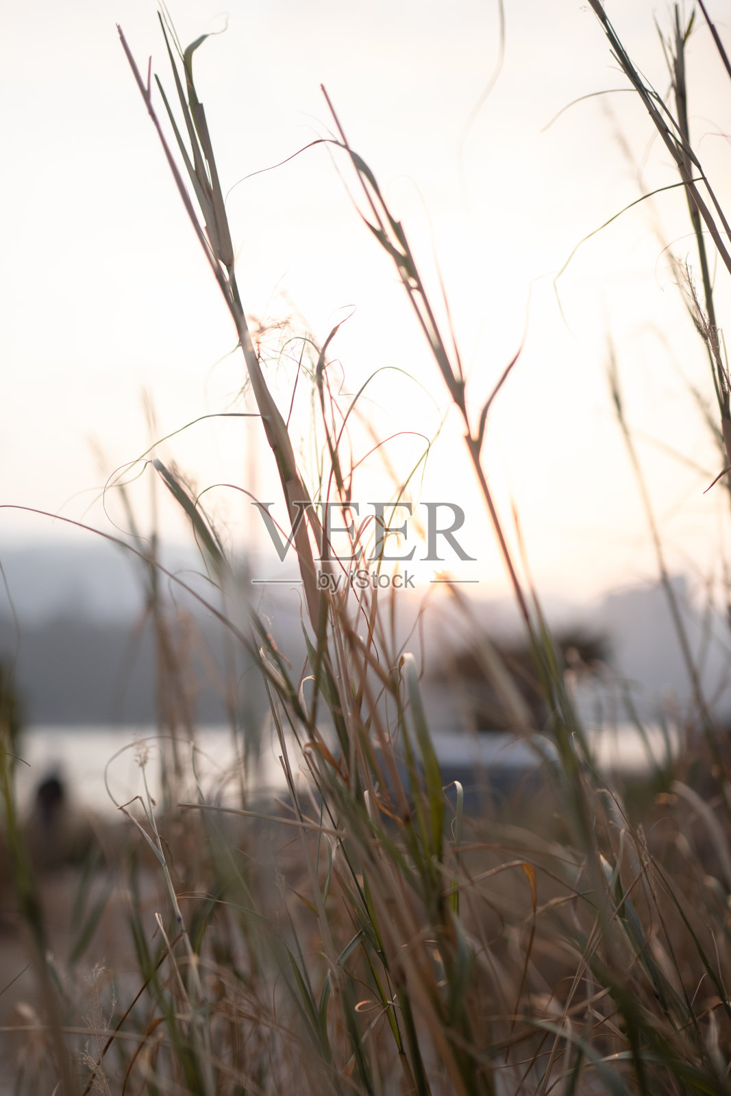 芒草照片摄影图片