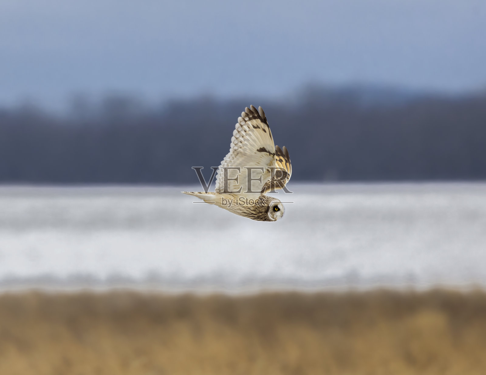 短耳猫头鹰在黄昏前的几个小时和黄昏时飞行，寻找田鼠，有时在俄亥俄州中部的冬季被称为田鼠。照片摄影图片