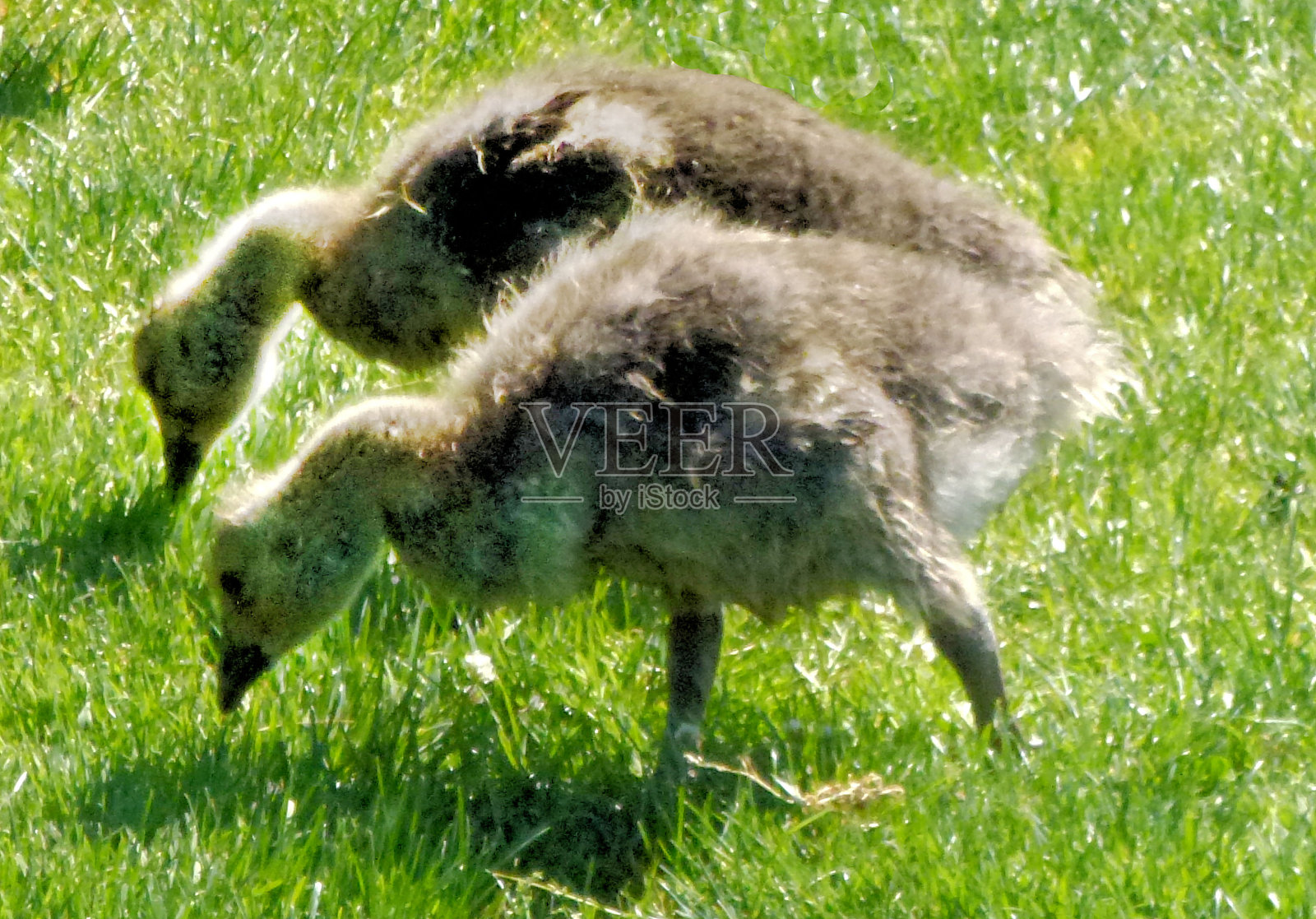 一对放牧小鹅照片摄影图片