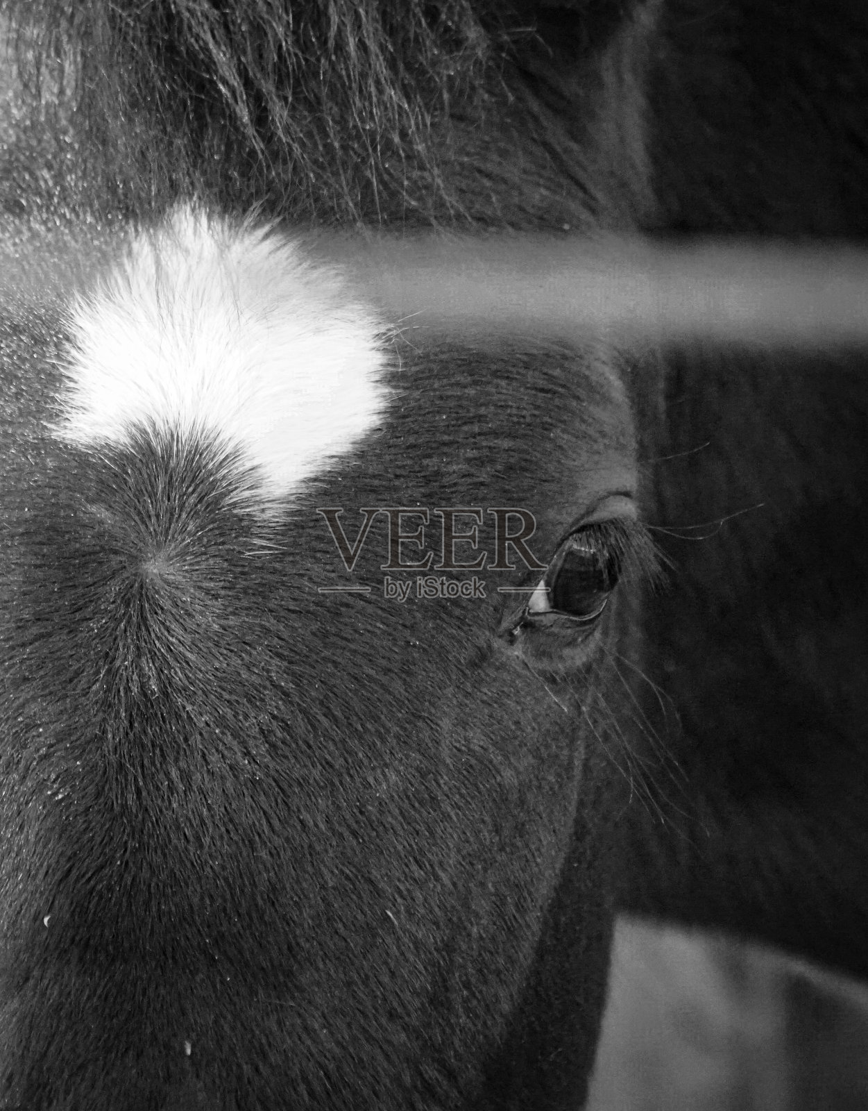 一匹马看着相机的特写镜头照片摄影图片