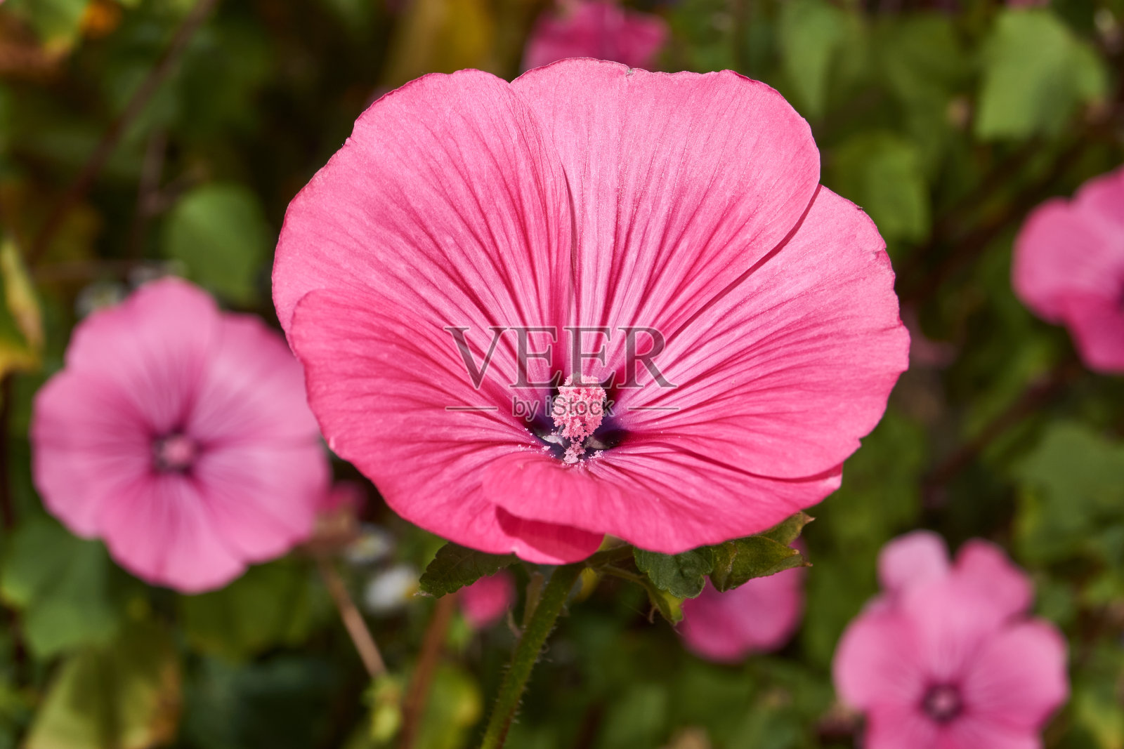 Lavatera (lat。Lavatera)在花园的草坪上盛开。照片摄影图片