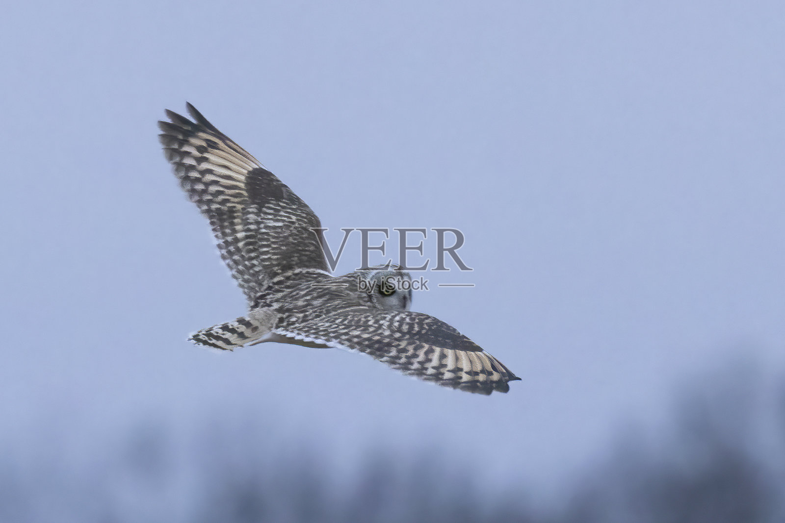 短耳猫头鹰在黄昏前的几个小时和黄昏时飞行，寻找田鼠，有时在俄亥俄州中部的冬季被称为田鼠。照片摄影图片