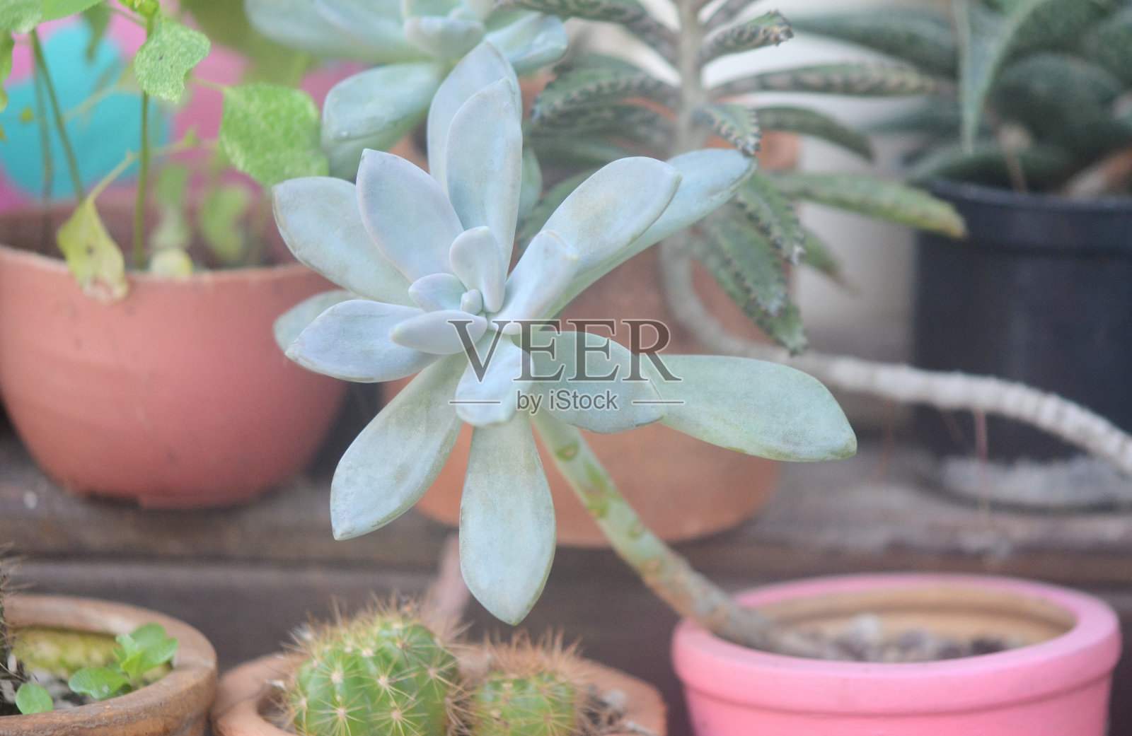 花盆里多汁，小花园照片摄影图片