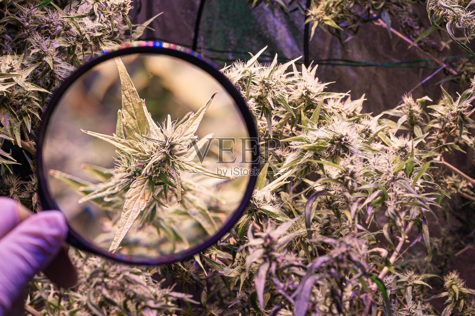 手拿放大镜看大麻芽照片摄影图片