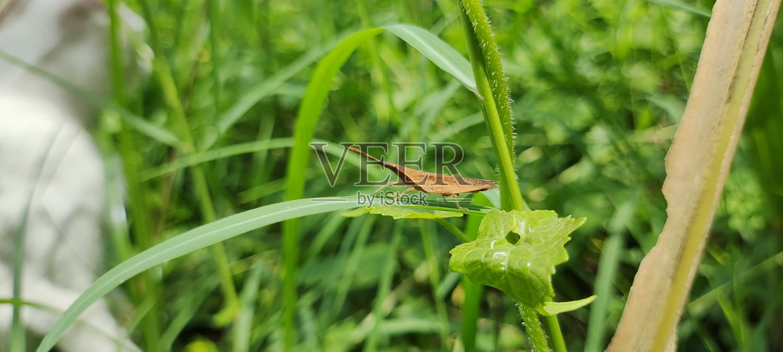 雪崩黑角蝗或棕色蚱蜢照片摄影图片