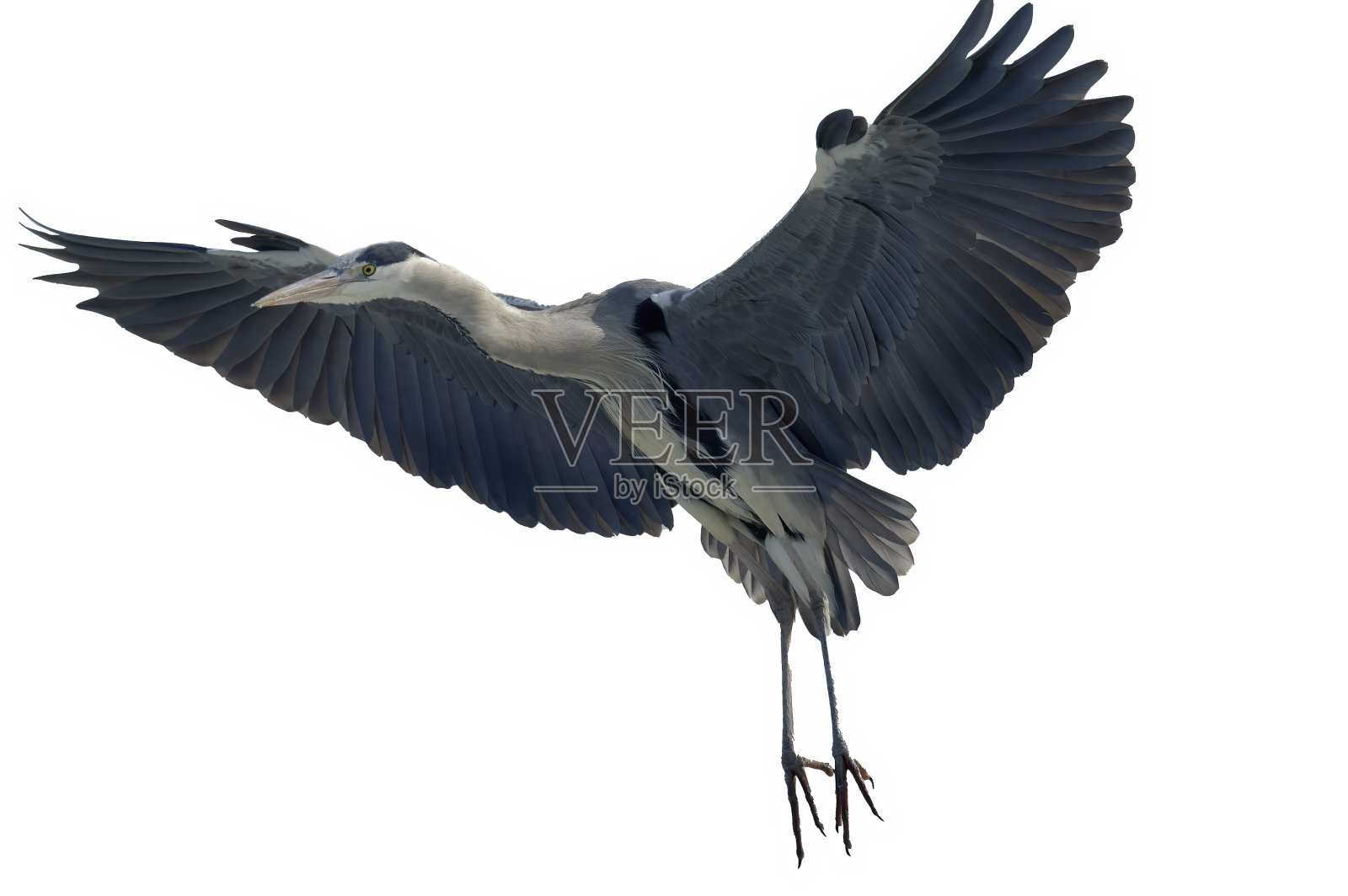 白底的灰鹭照片摄影图片