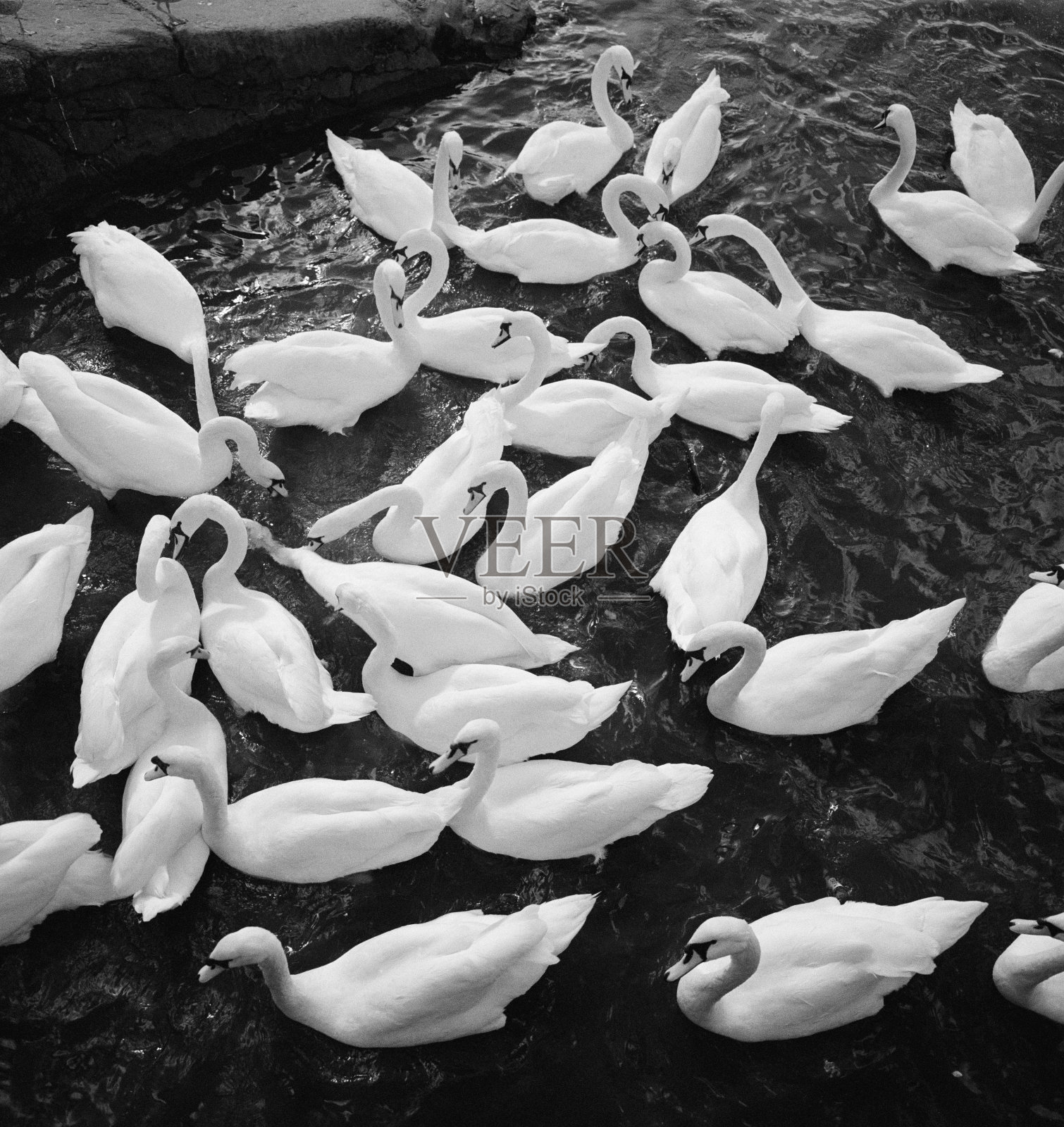 天鹅照片摄影图片