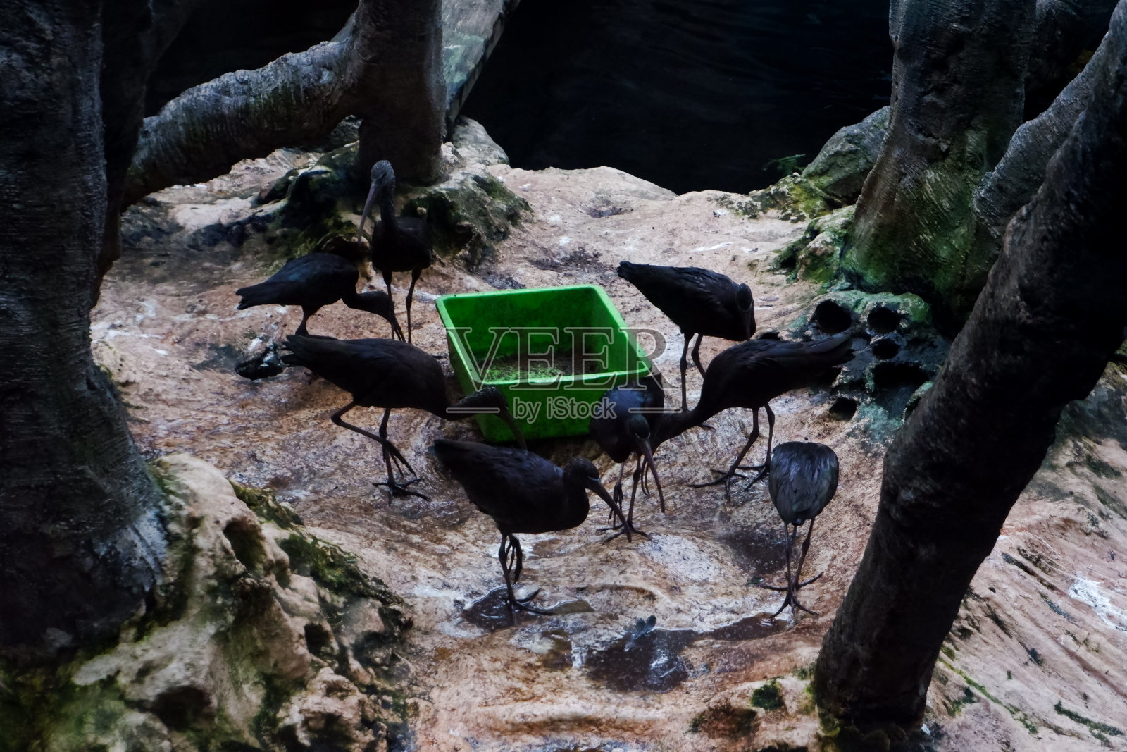 一群在笼子里一起吃东西的朱鹮的选择性聚焦。照片摄影图片