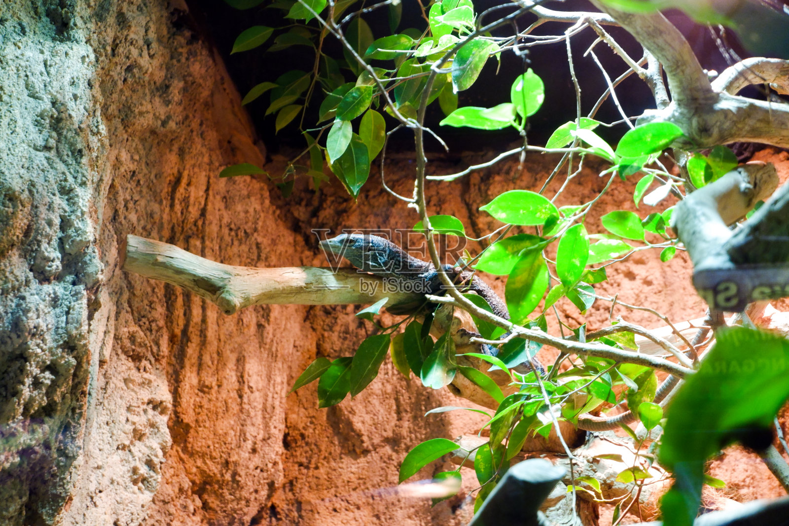 蓝色斑点树巨蜥的选择性集中栖息在它的笼树顶部。照片摄影图片