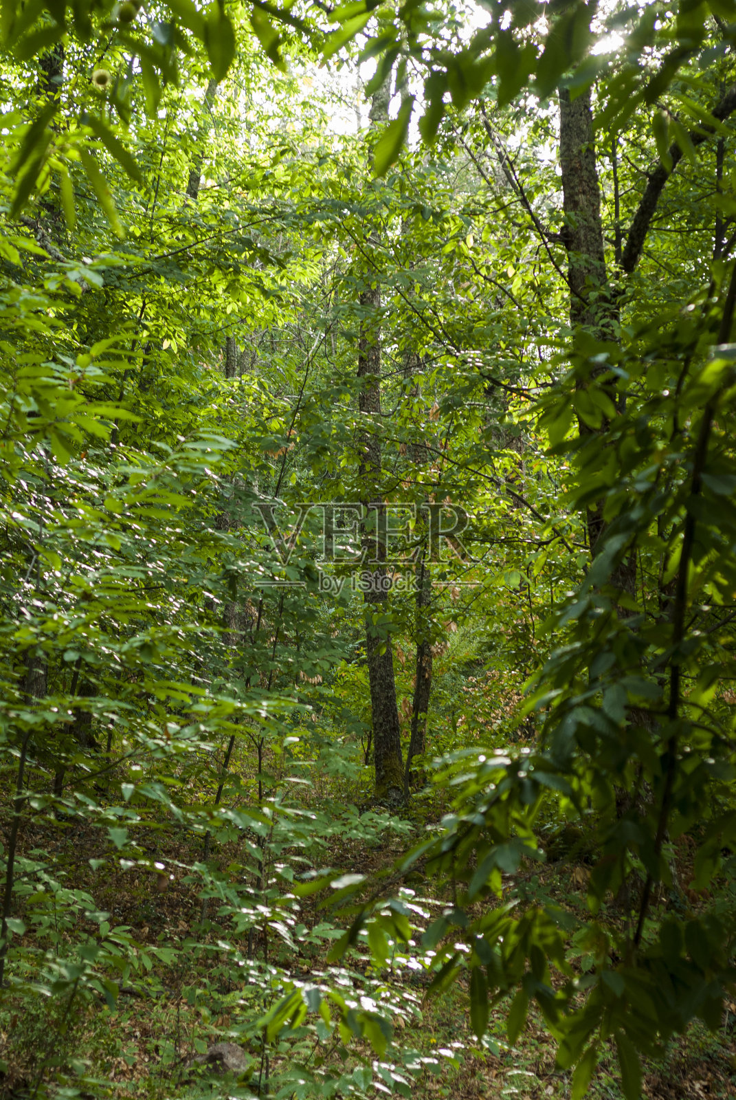 在垂直的Ambroz山谷中，树叶繁茂的栗子森林照片摄影图片