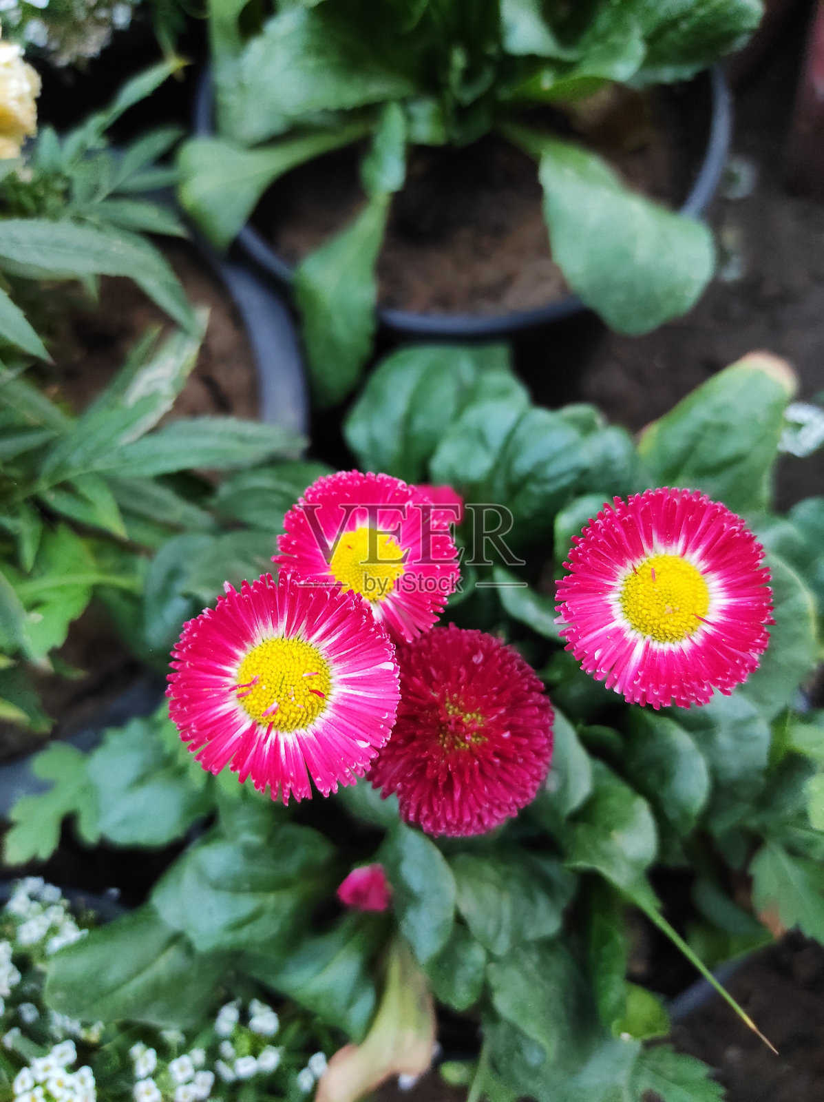 新德里的花园里有一束粉红色的花照片摄影图片