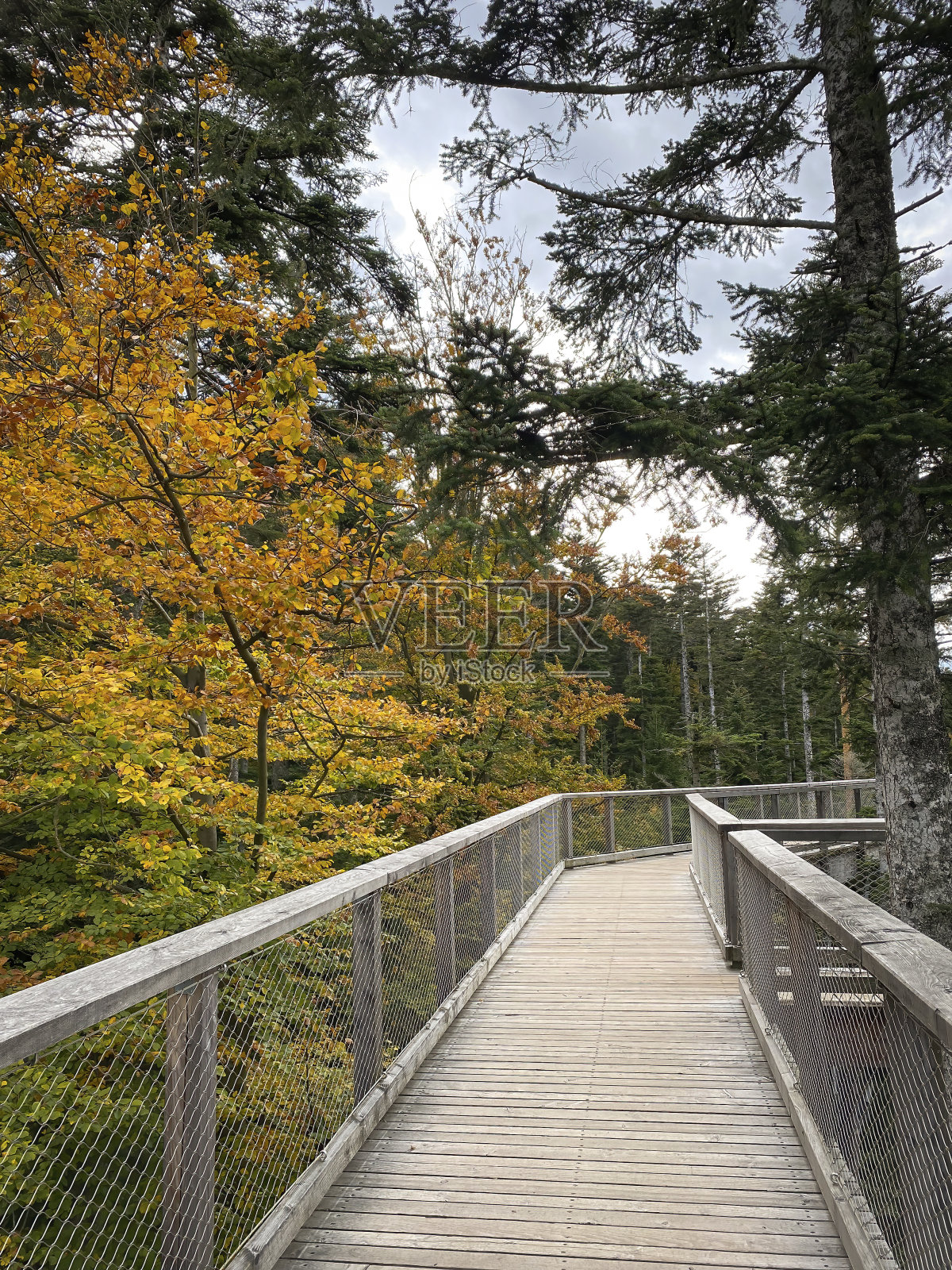 树顶小径被称为Baumwipfelpfad Schwarzwald，德国照片摄影图片