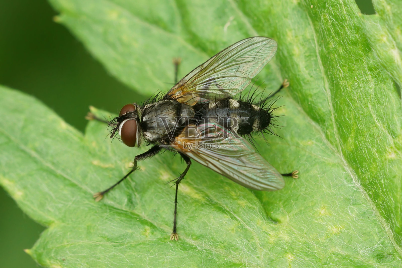 特写毛发，Tachinid蝇，Thelaira nigripes，坐在绿叶在花园照片摄影图片