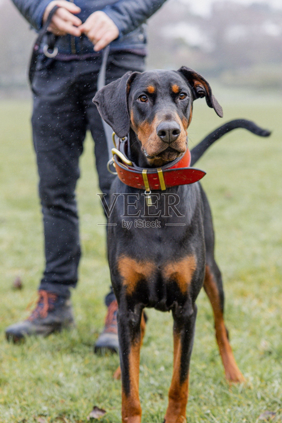 一条杜宾犬在一条小路上的垂直镜头，背景中有一个男人照片摄影图片