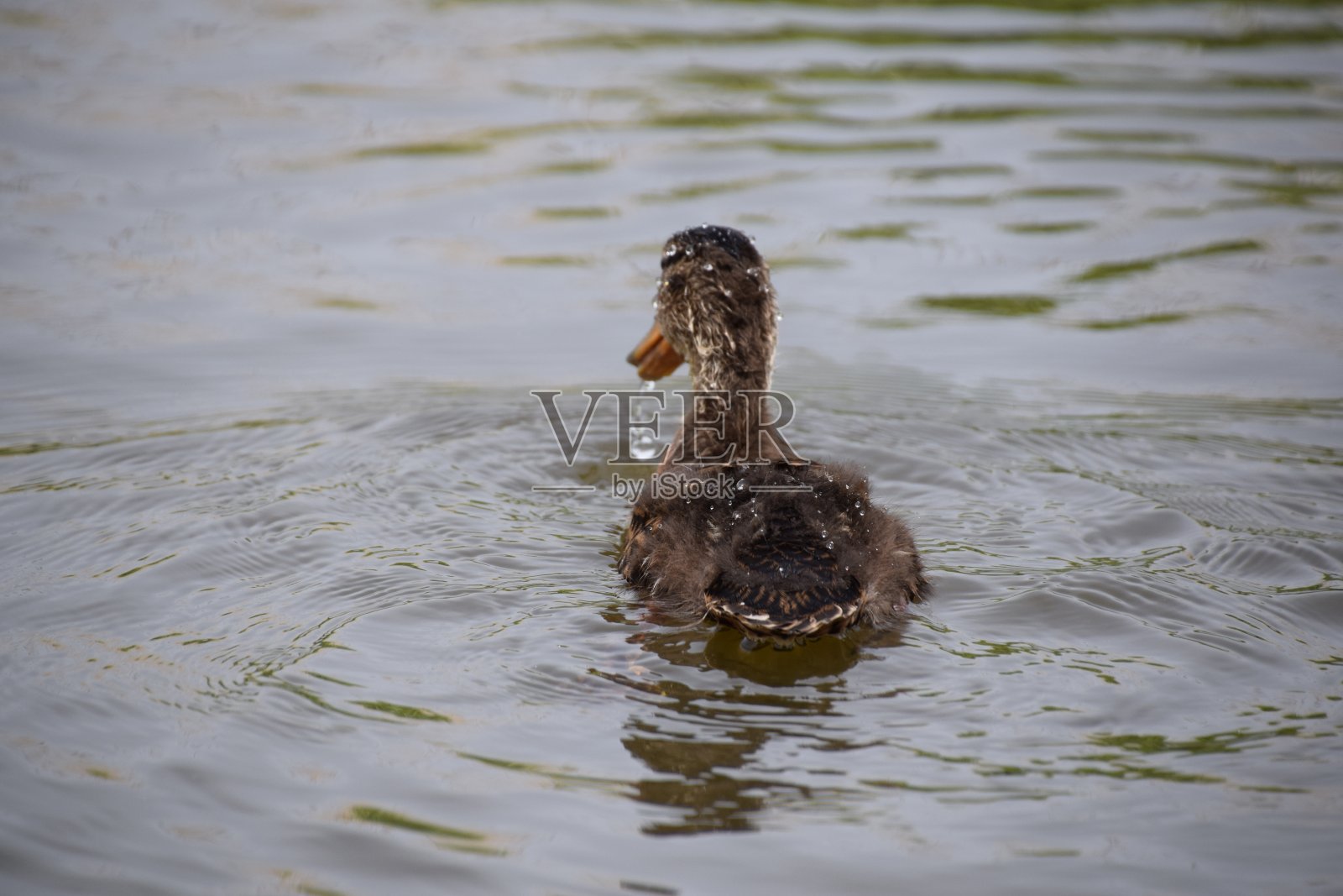 年轻的小鸭子照片摄影图片