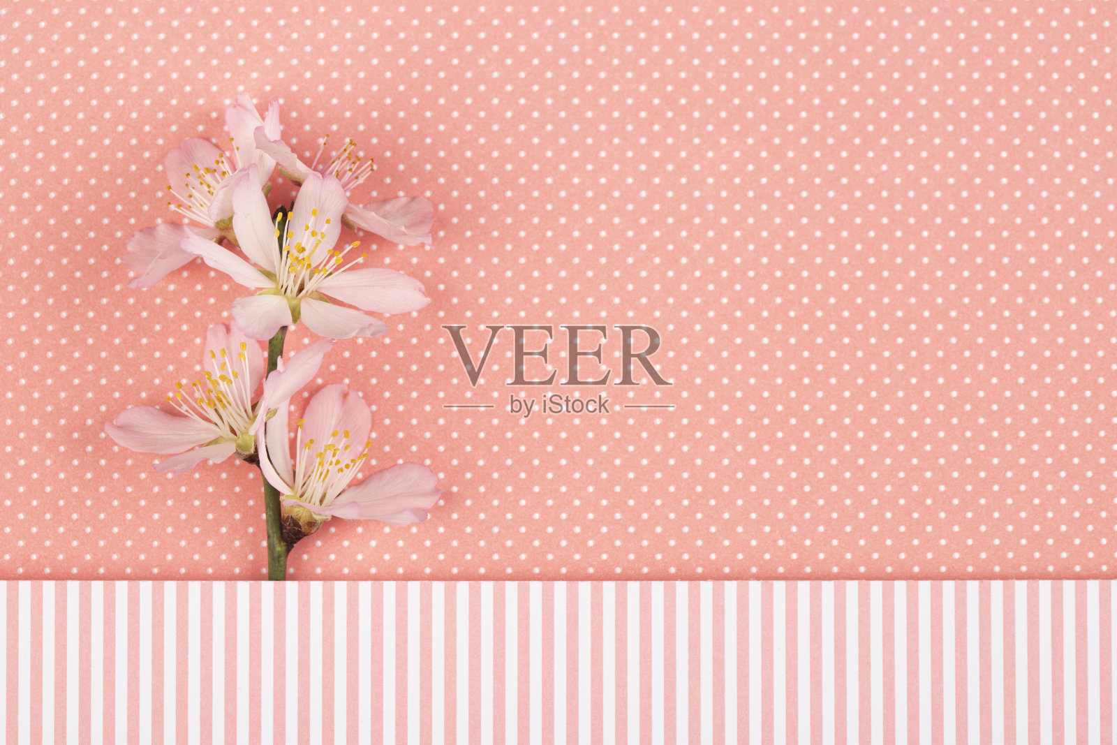 春季贺卡照片摄影图片