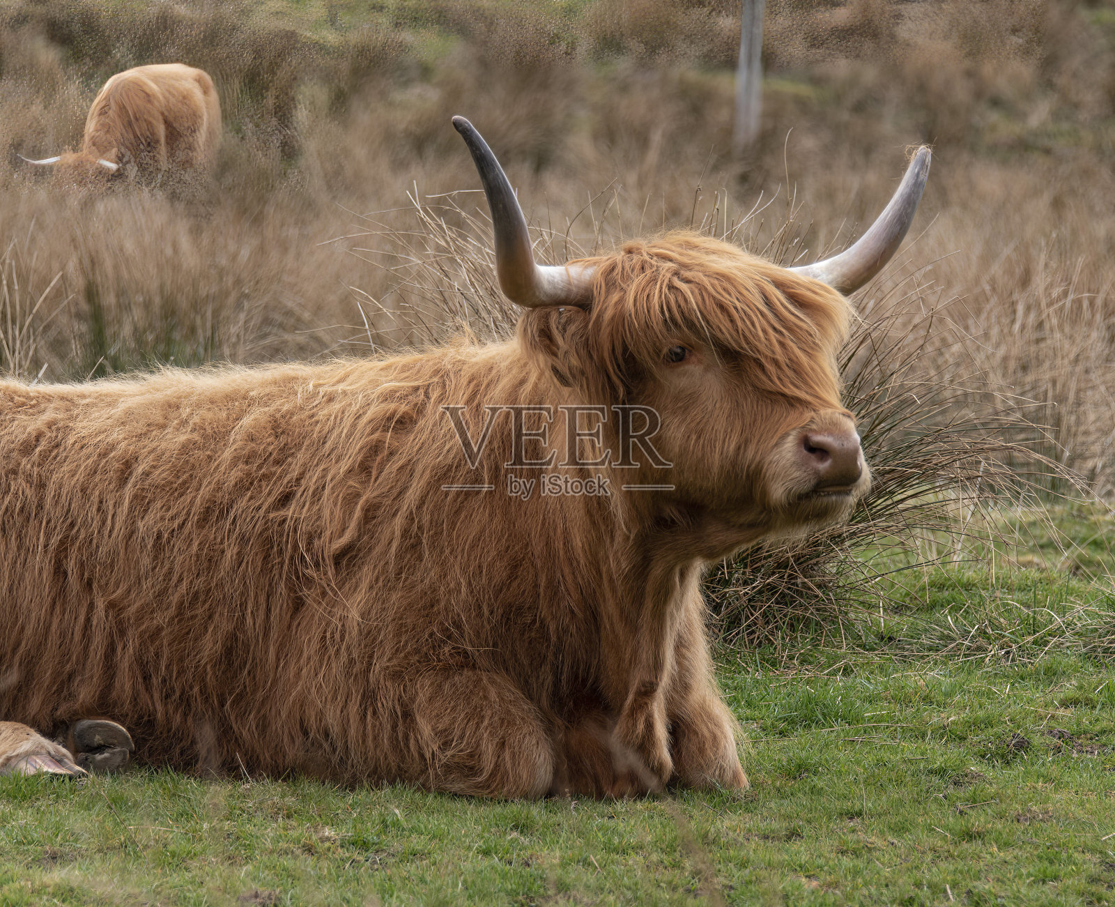 苏格兰的高地库斯照片摄影图片
