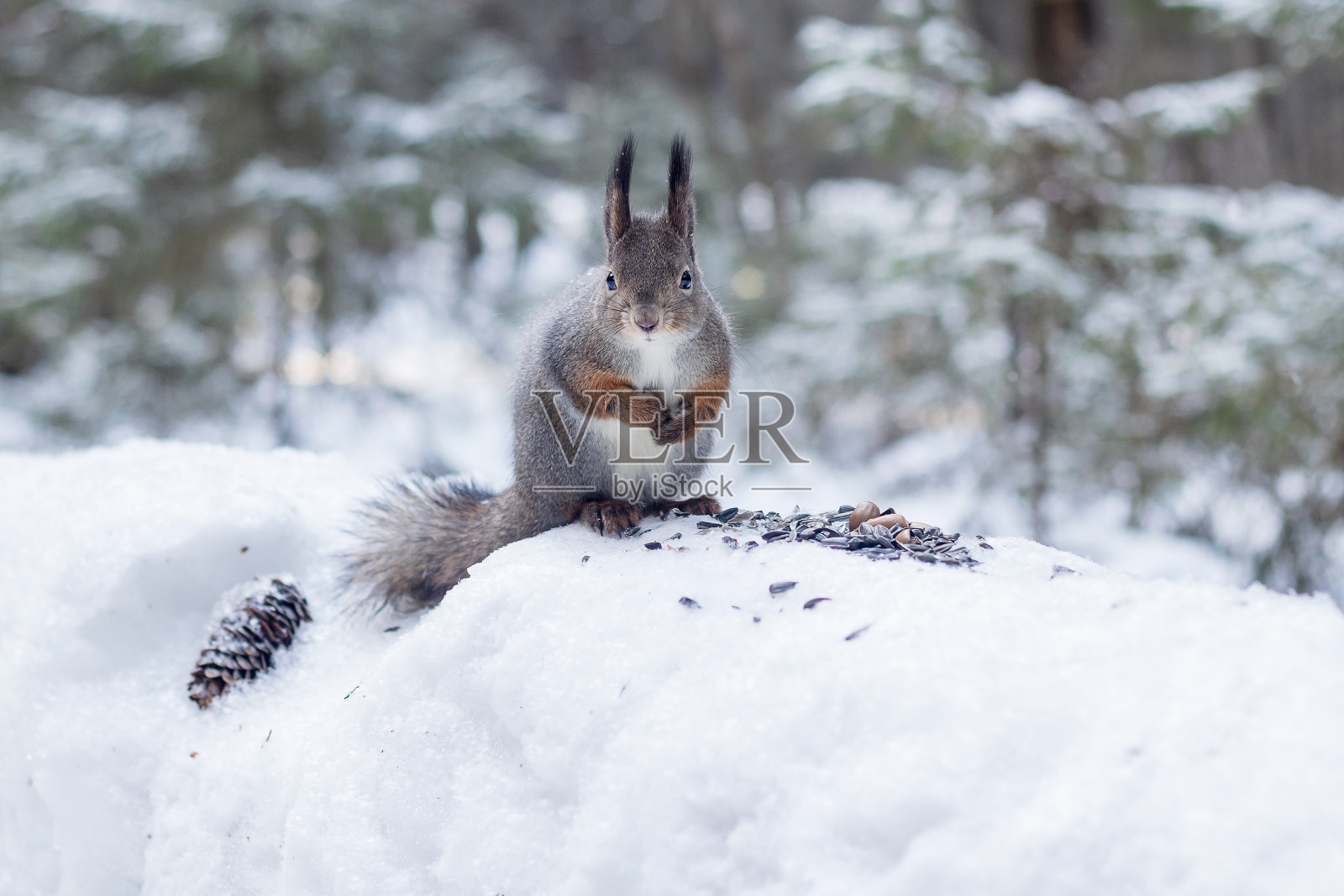 森林野松鼠坐在森林里的雪堆上吃种子。照片摄影图片