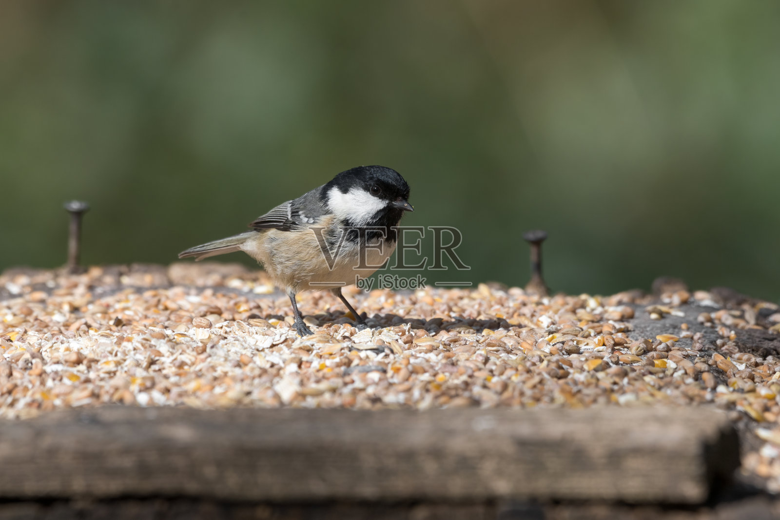 煤山雀照片摄影图片