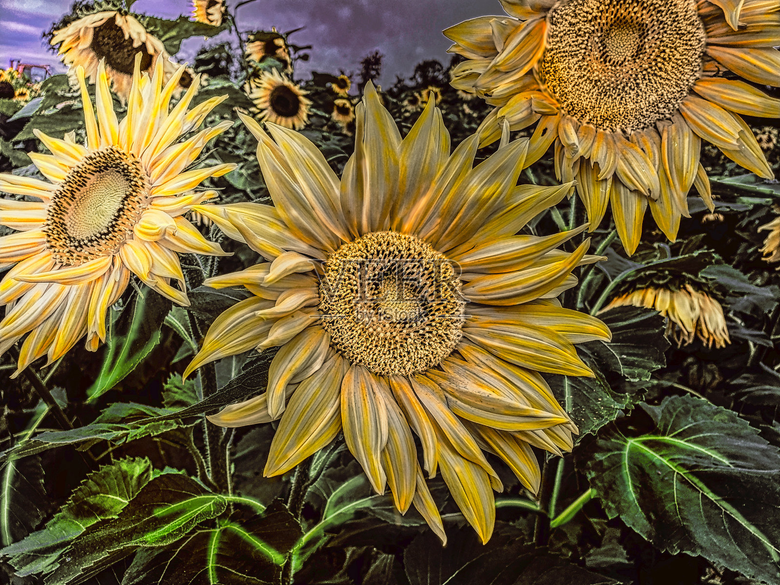 新面貌向日葵照片摄影图片