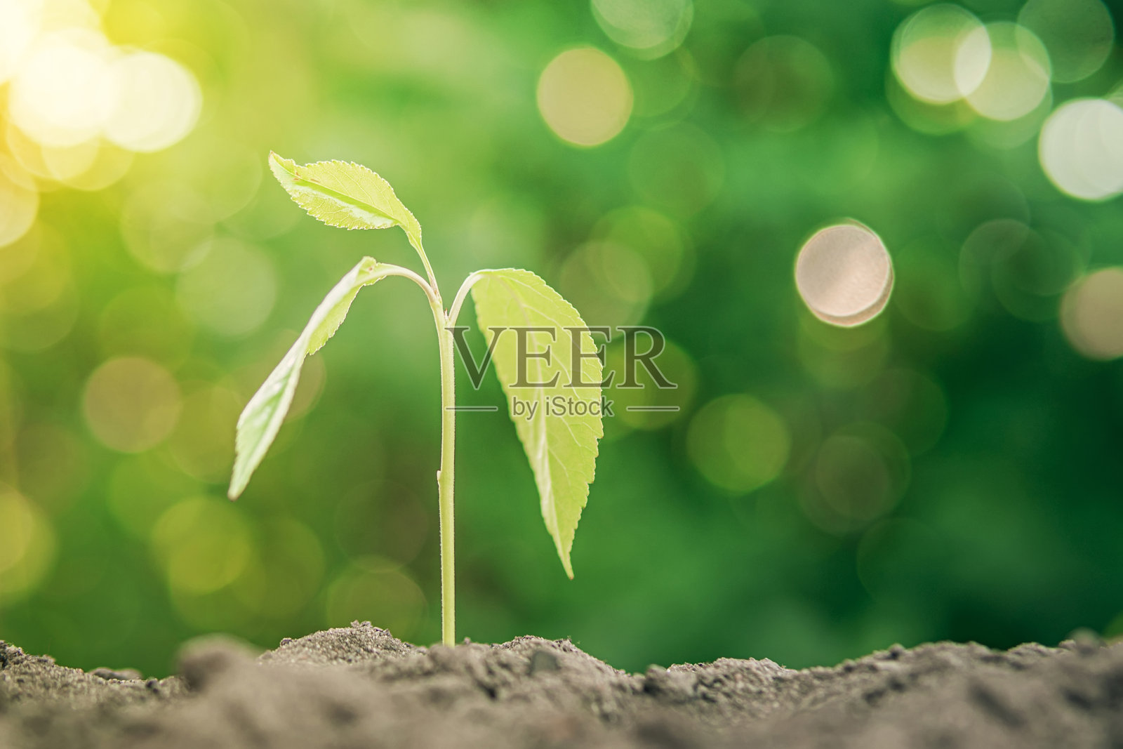 幼苗在阳光下的绿色背景上发芽。照片摄影图片