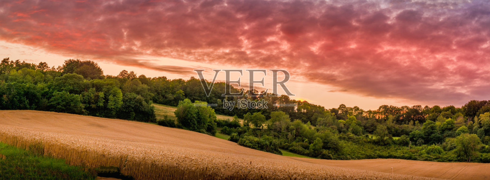 日落时分乡村麦田的全景照片摄影图片