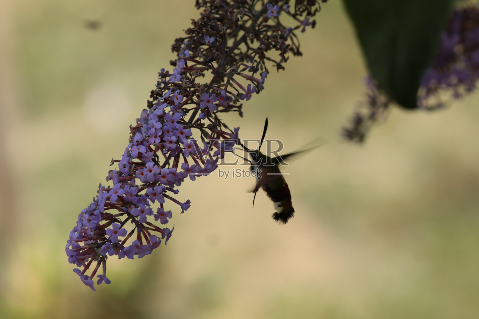 Sphinx gazé (Hemaris fuciformis)照片摄影图片