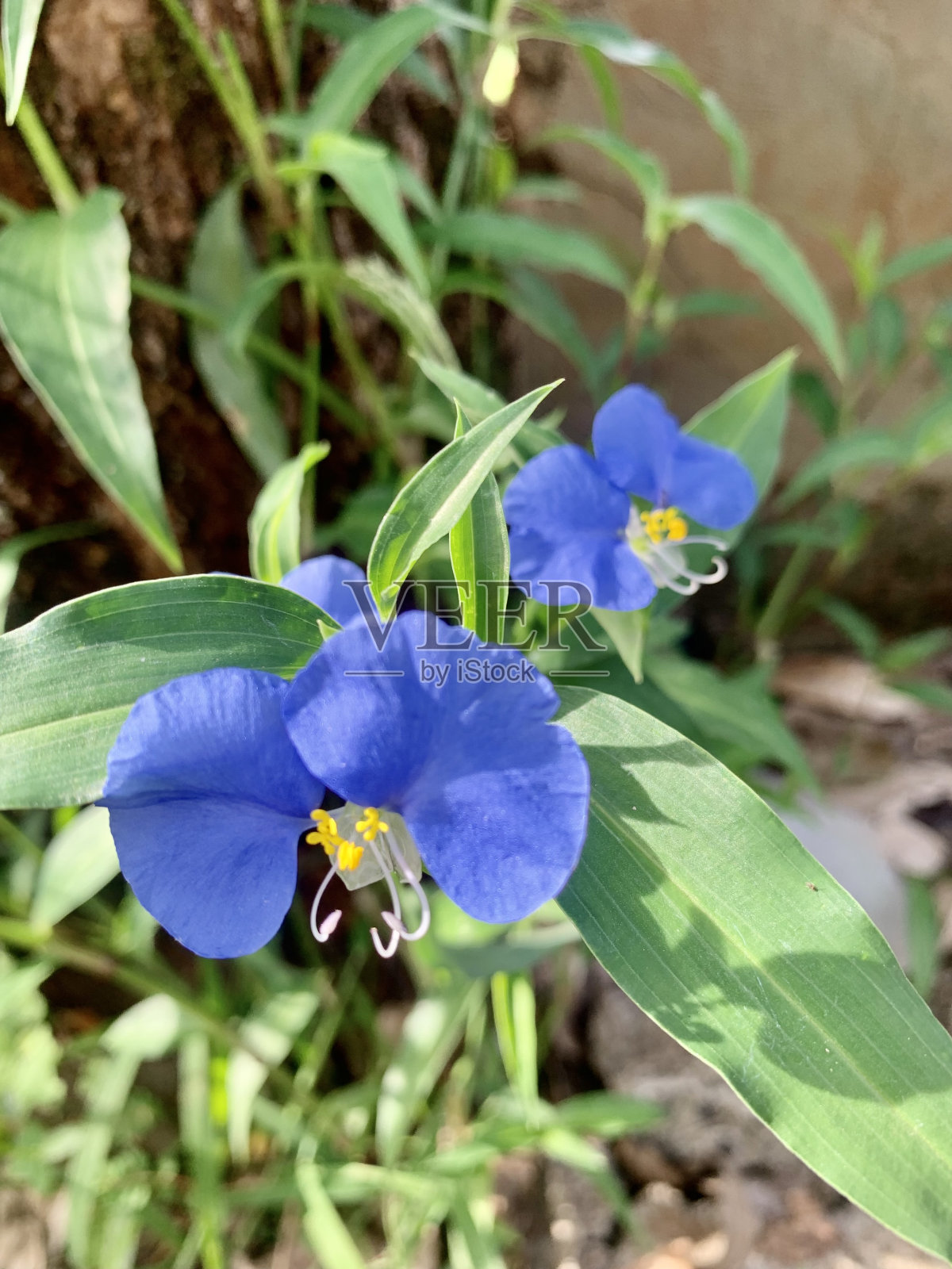 龙柏，药用和食用植物照片摄影图片