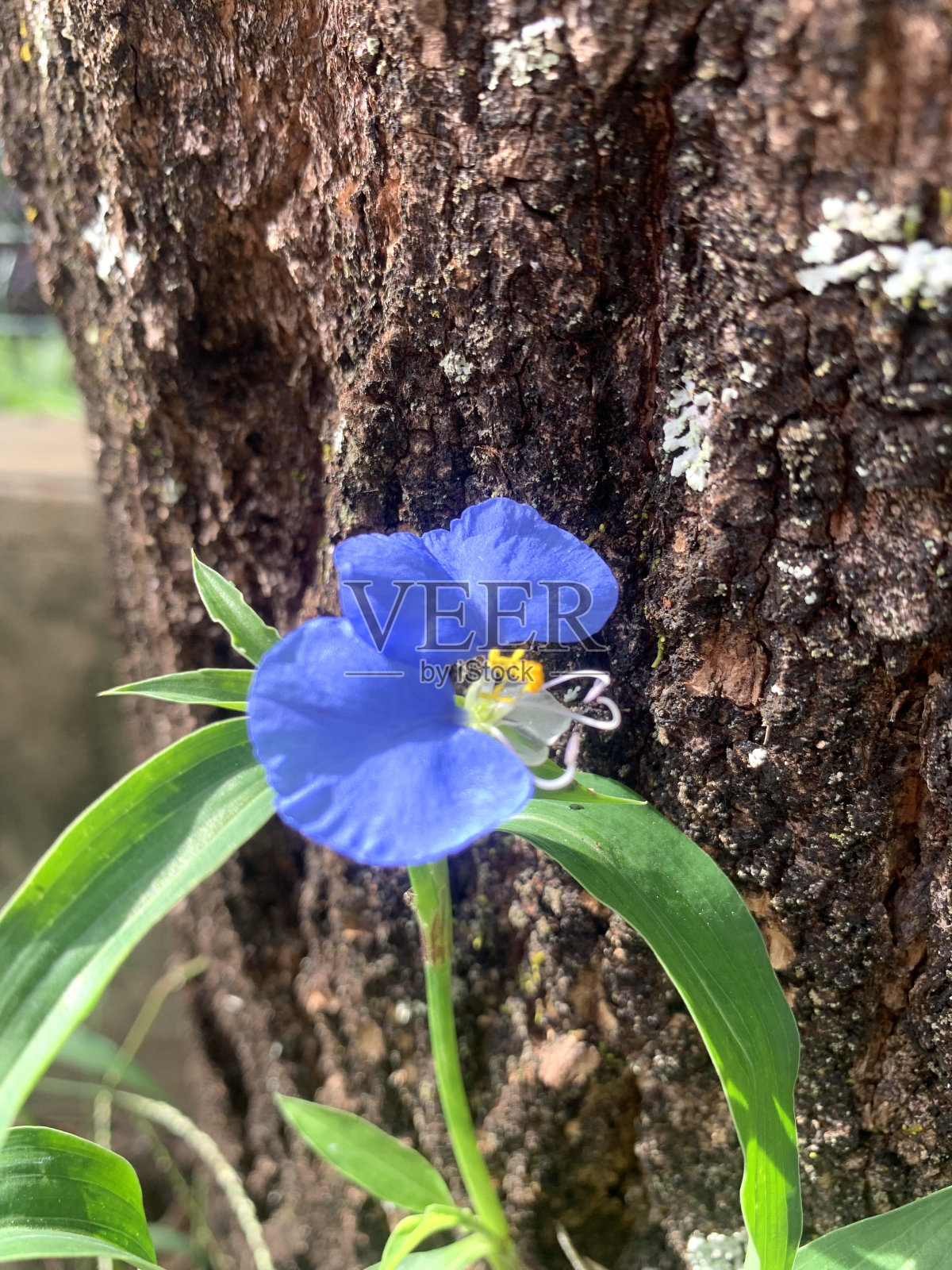 龙柏，药用和食用植物照片摄影图片