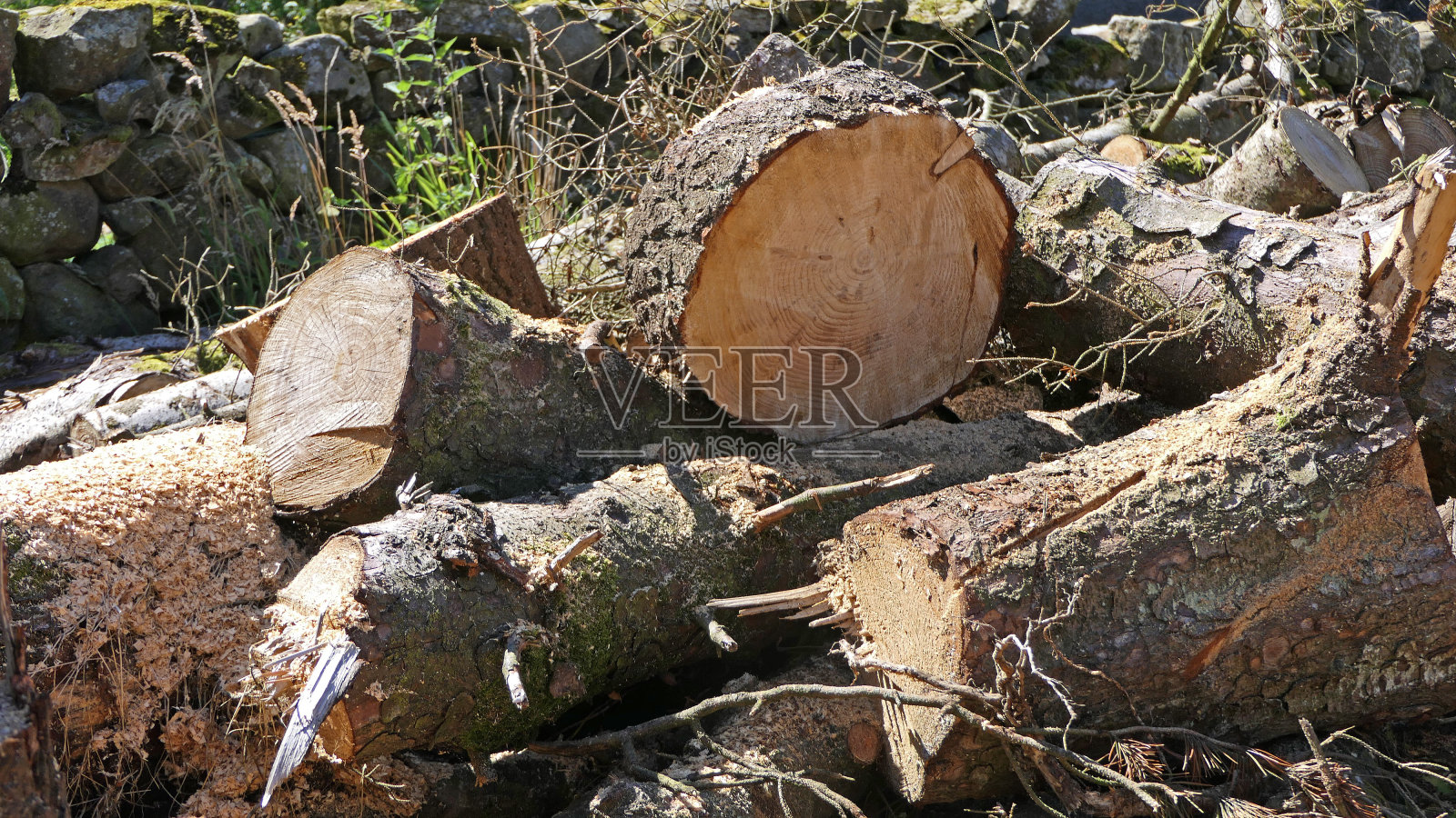 从森林中砍下的木材，用来砍成供农家院子取暖的柴火块照片摄影图片