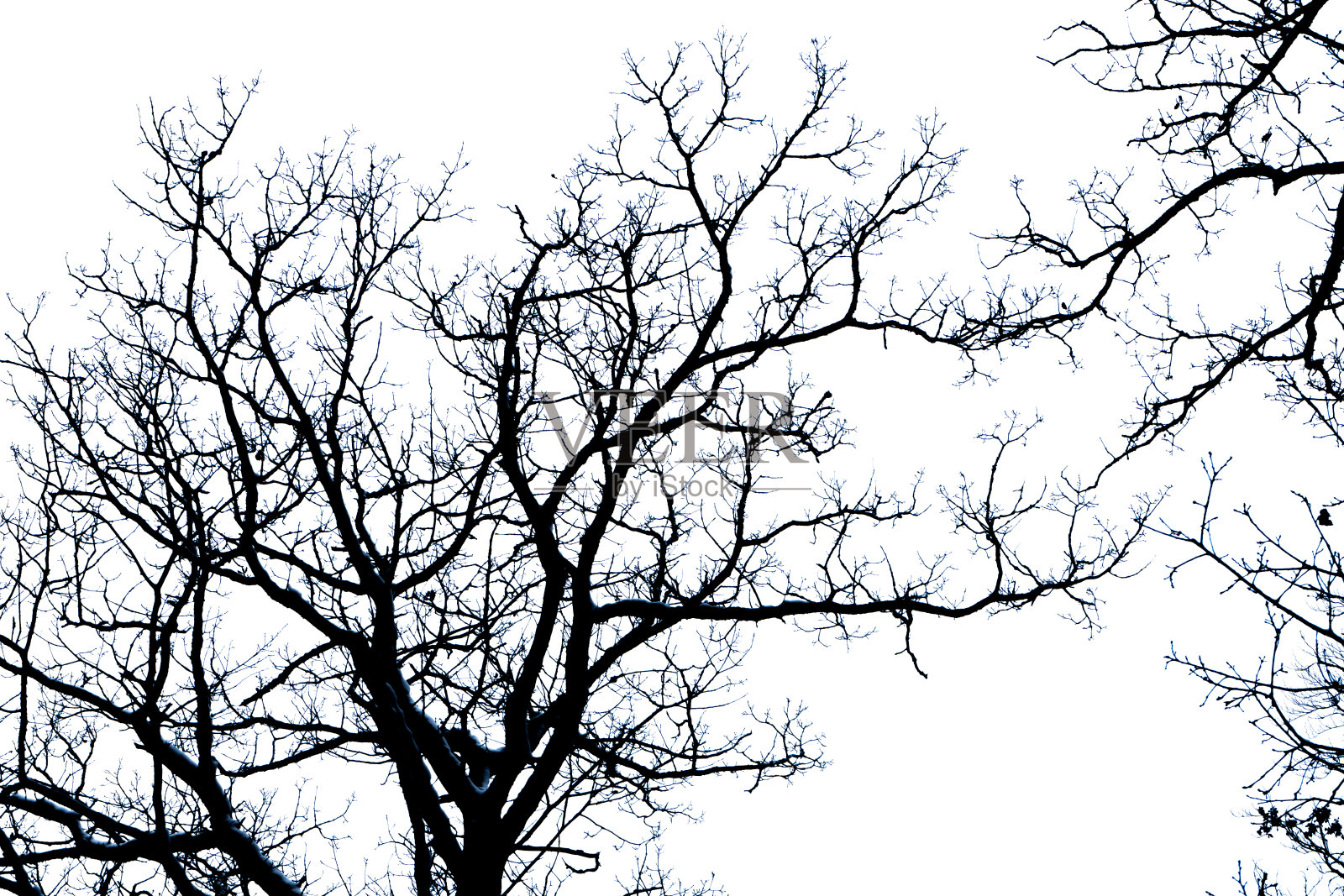 冬天的树照片摄影图片