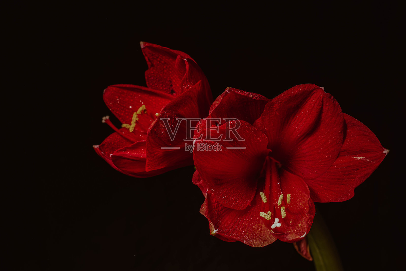 黑色背景下的红色臀部。妇女健康概念。情人节。爱的猩红之花。微距特写照片的水滴在花瓣上。指的是温柔、关心和善良。照片摄影图片