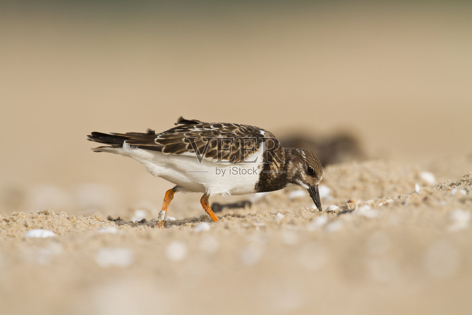 鸟- Ruddy Turnstone候鸟Arenaria解释滨鸟，候鸟，波兰欧洲波罗的海照片摄影图片