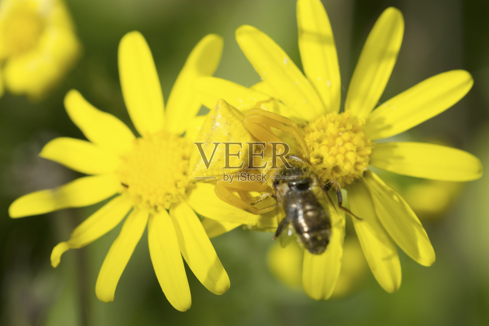 黄色地黄花上捕食普通蝇的蟹蛛照片摄影图片