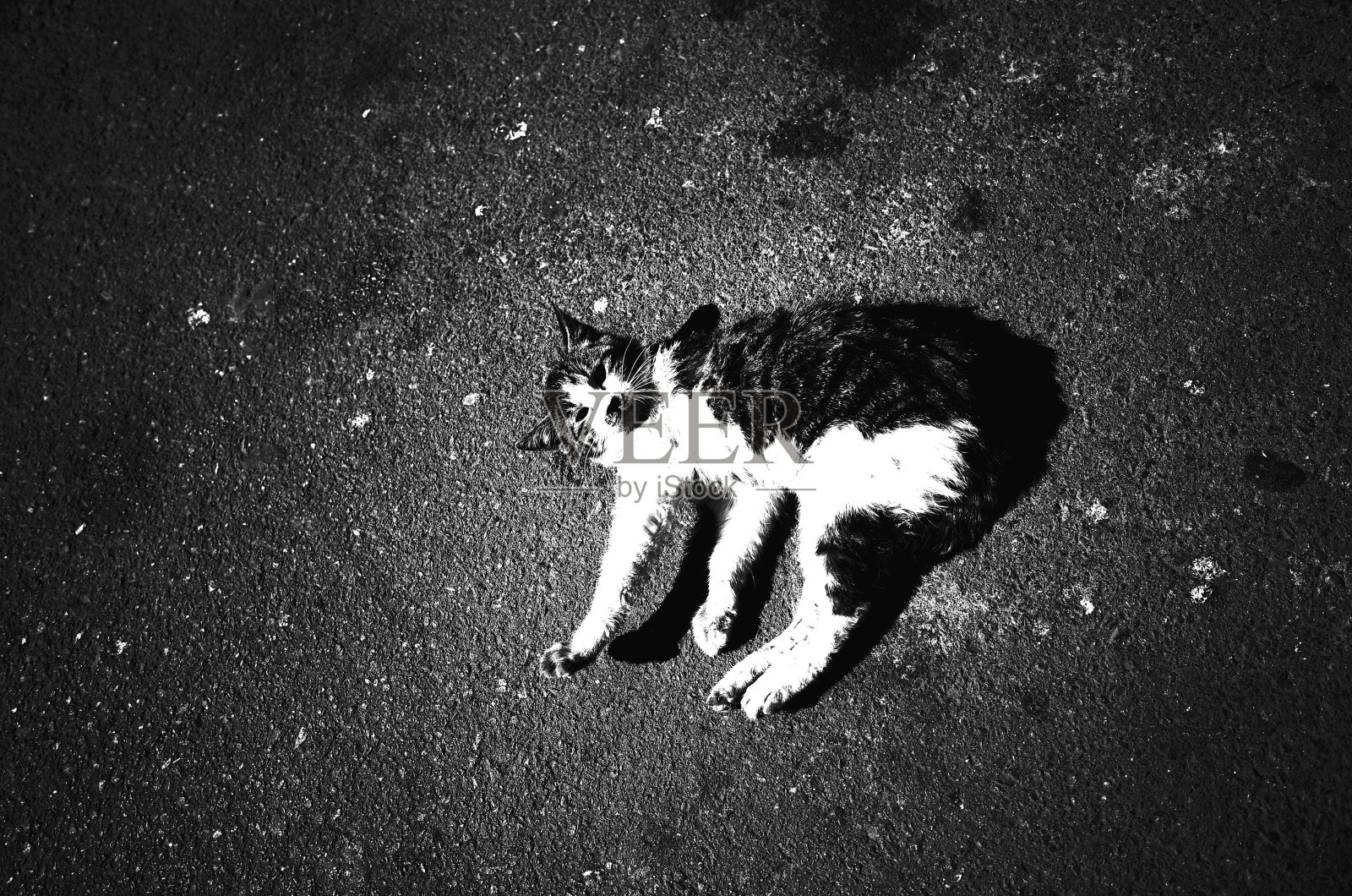 街猫照片摄影图片