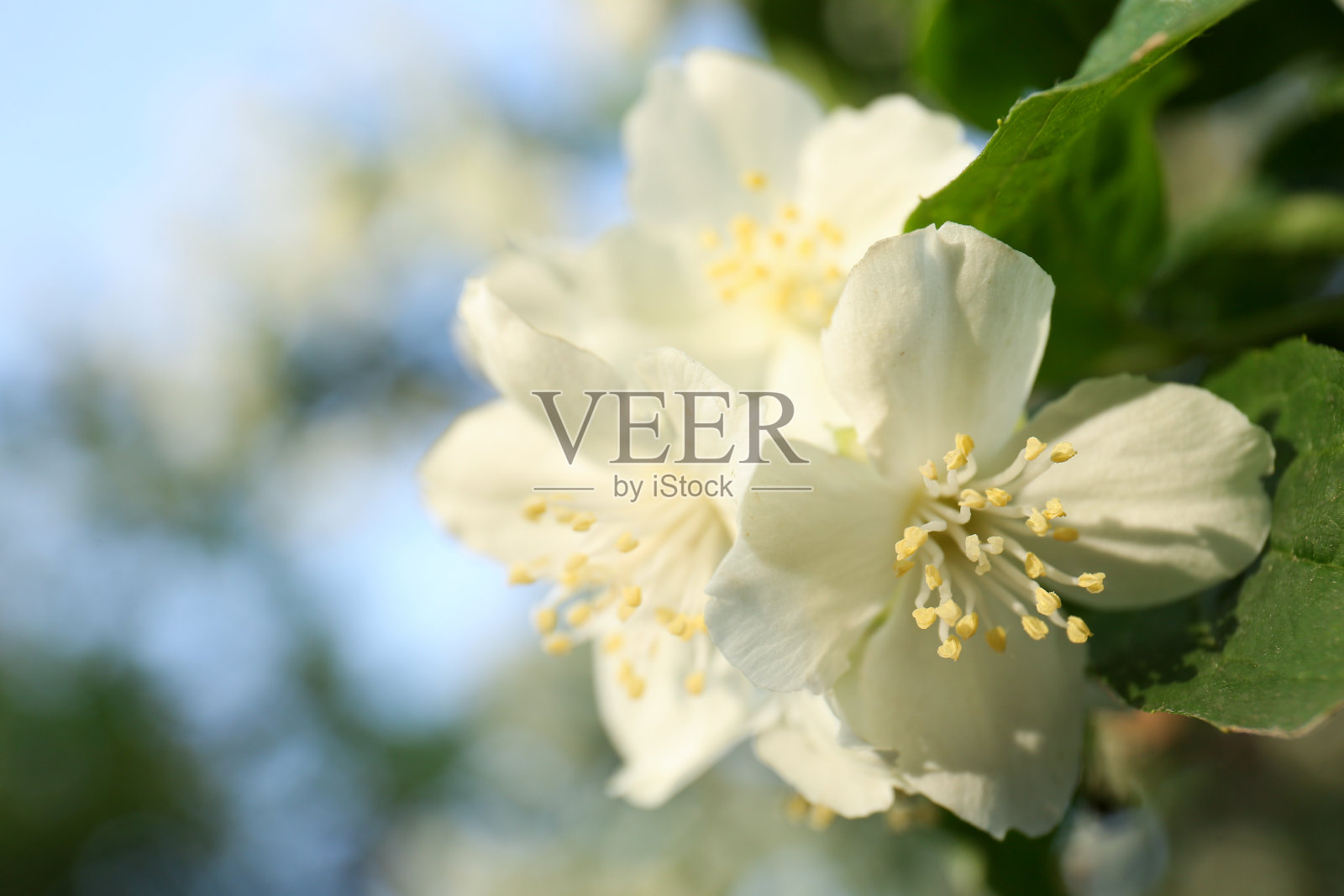 美丽的盛开的白色茉莉花灌木户外，特写。文本空间照片摄影图片