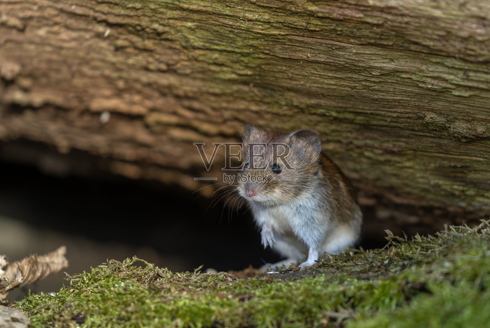 银行田鼠（Myodes glareolus）照片摄影图片