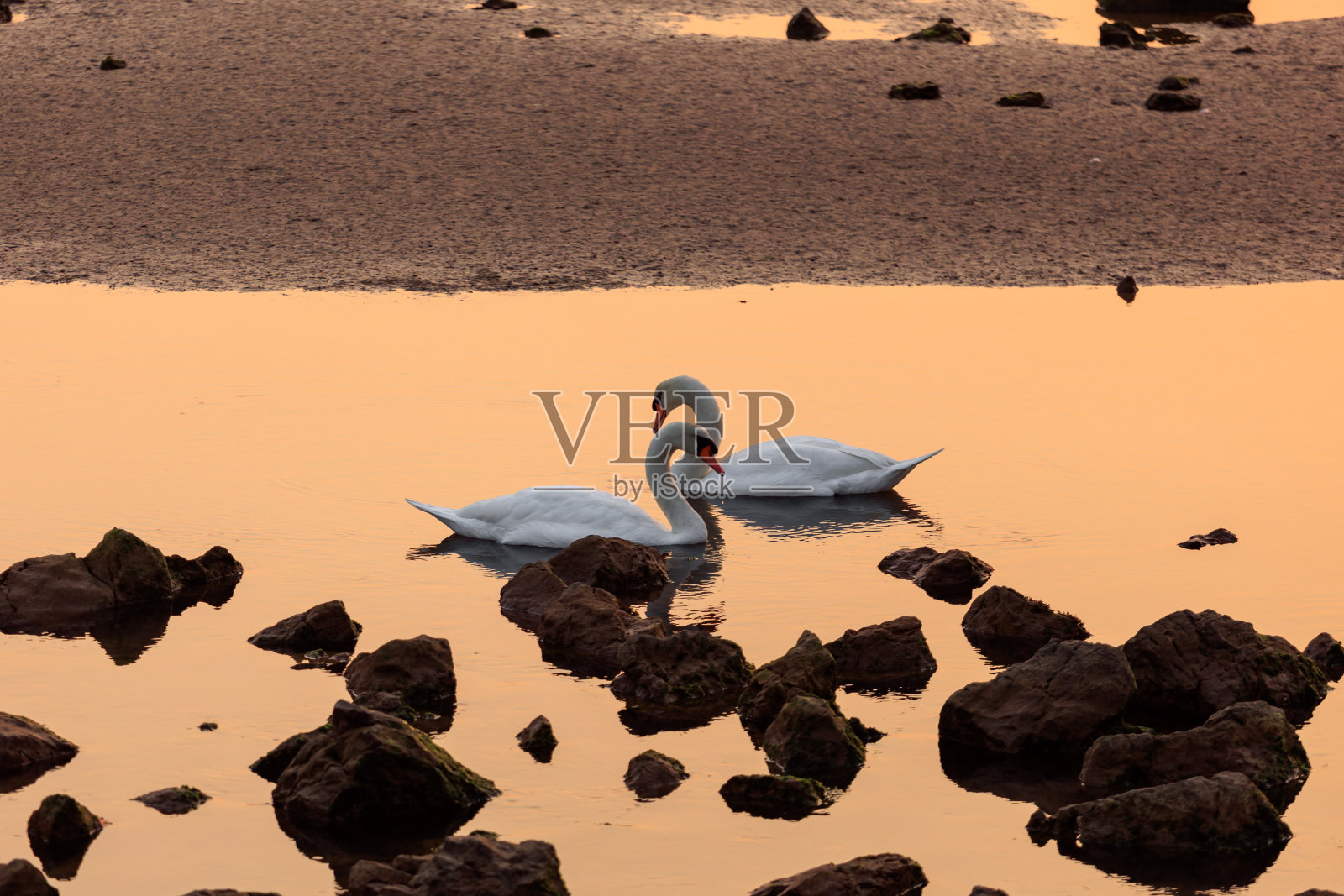 落日时分湖中的两只天鹅照片摄影图片