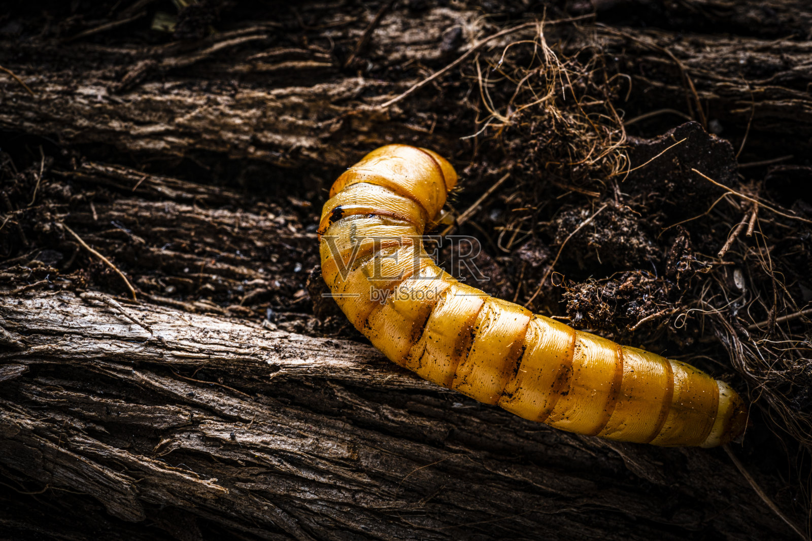 金龟子幼虫(Blaps sp)照片摄影图片