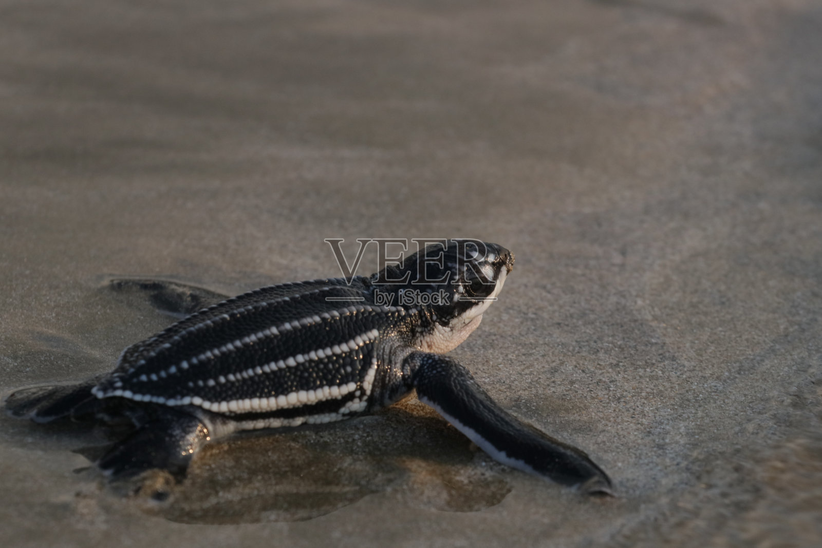 棱皮龟宝宝照片摄影图片