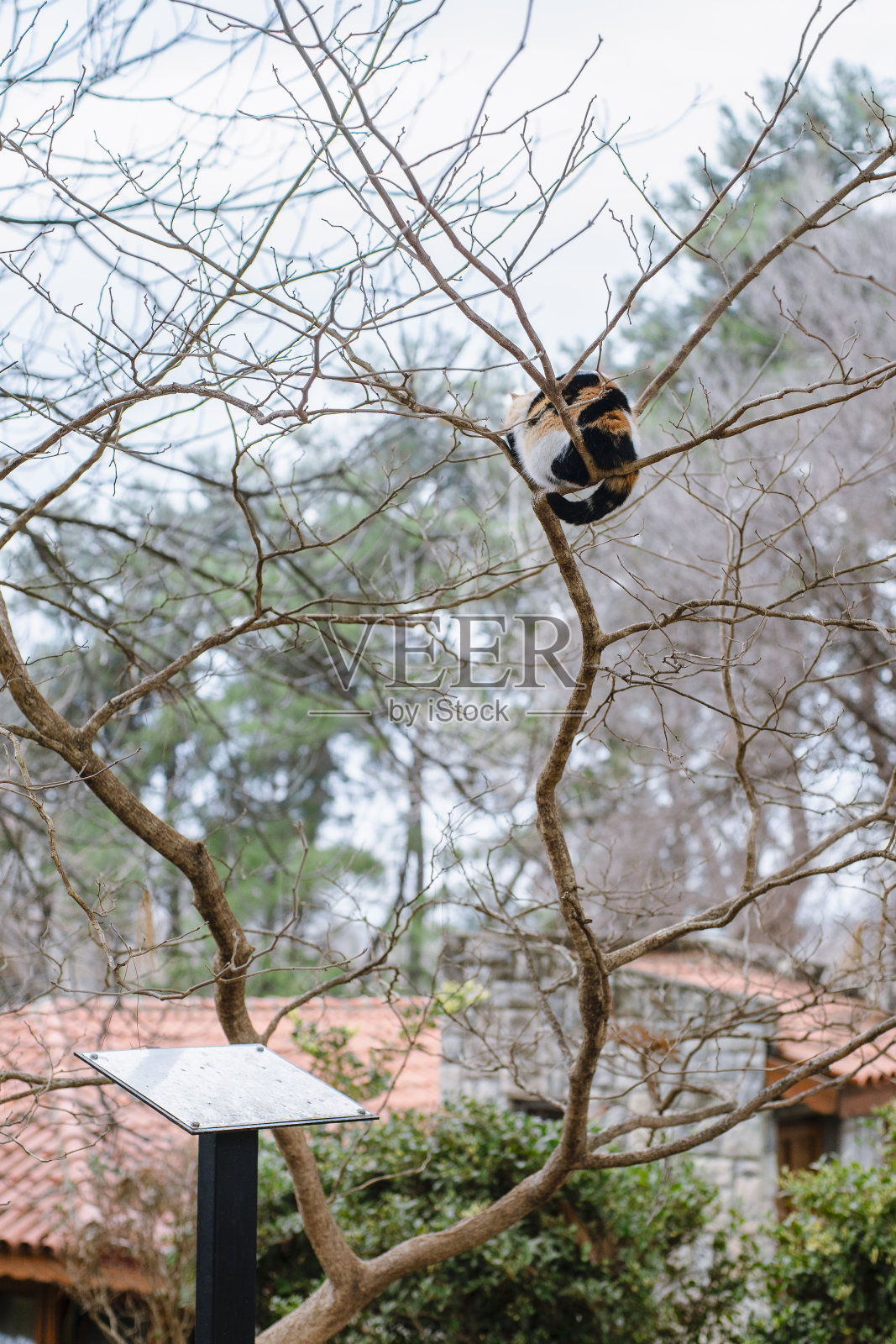 花猫栖息在树上照片摄影图片