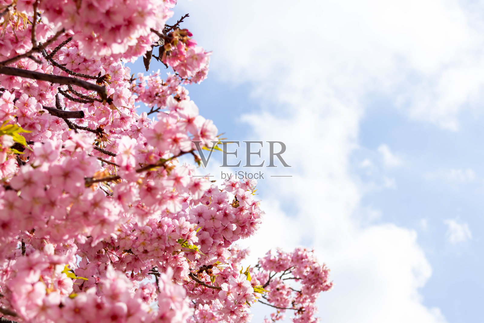 川津樱花怒放，天空湛蓝照片摄影图片