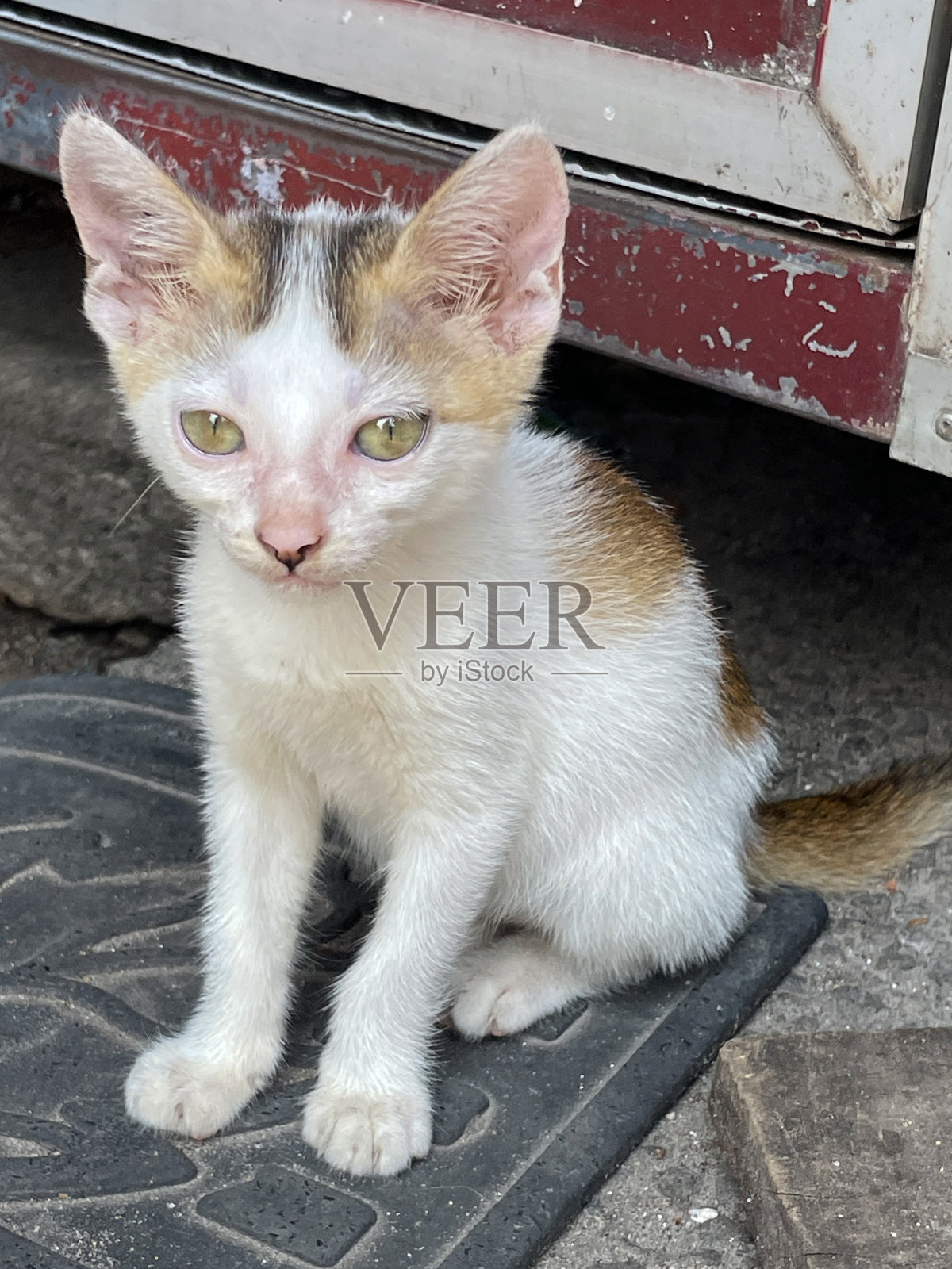 小猫坐在门垫上的图像，年轻的猫看着相机显示眼睛，耳朵和胡须，重点在前景照片摄影图片