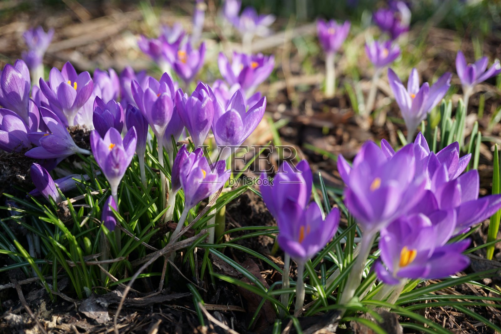 有春天番红花的绿色林间空地。春天的草地上有五颜六色的番红花。草地上春天的番红花。绿草地上五颜六色的番红花。照片摄影图片
