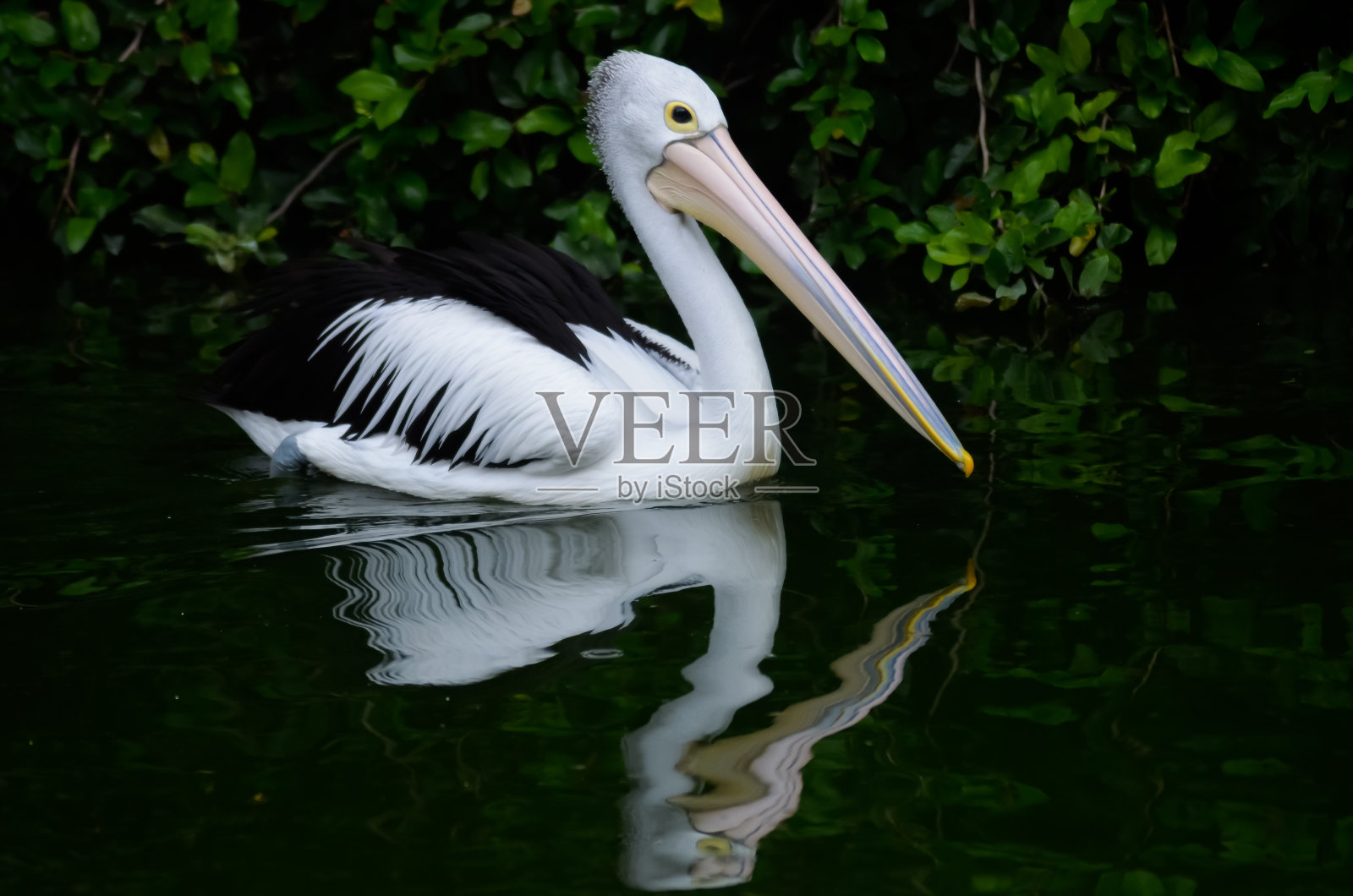 动物照片摄影图片